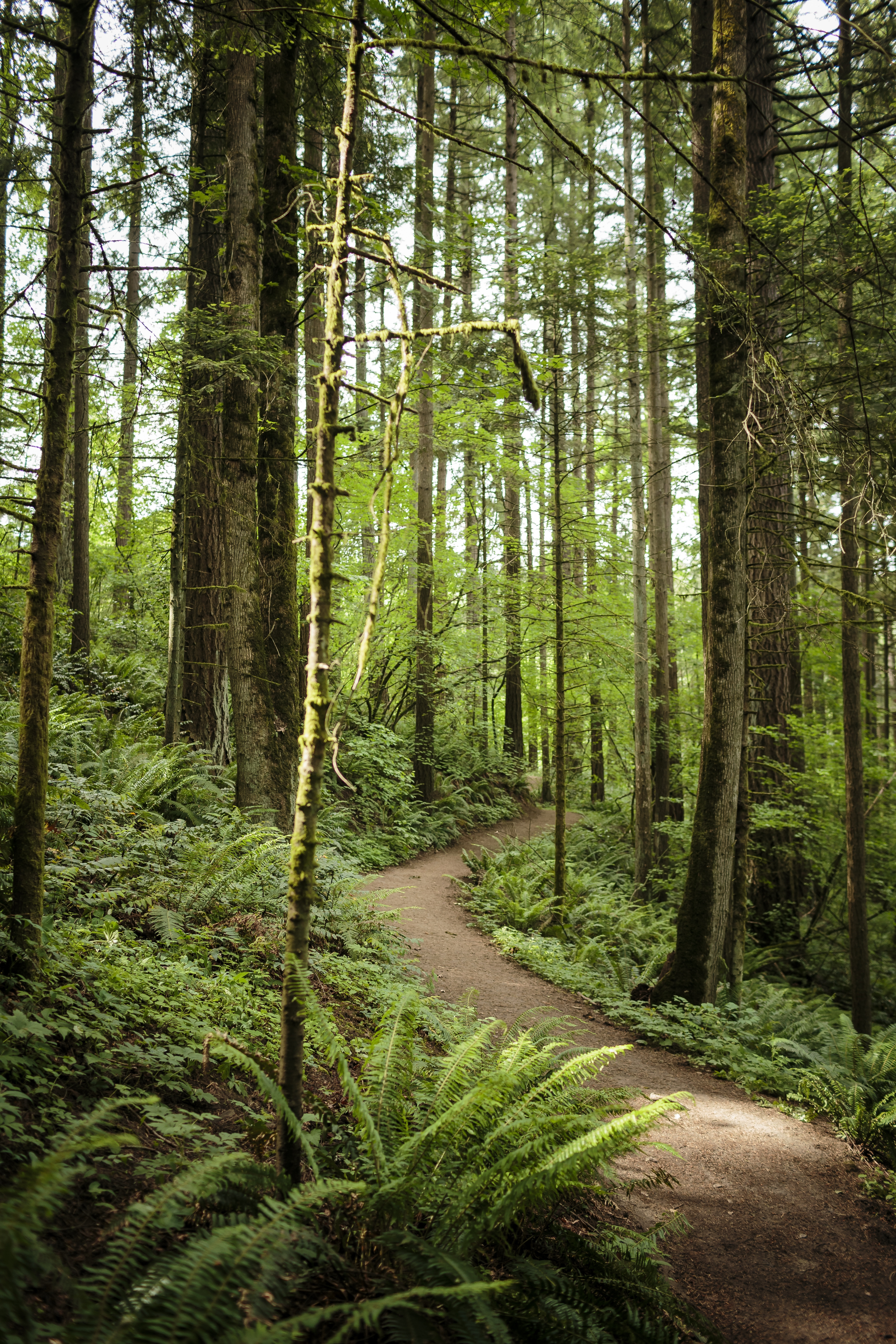 An uphill trail within a forest