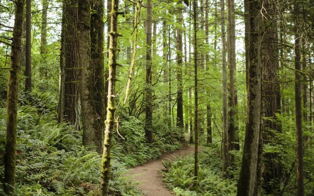 An uphill trail within a forest