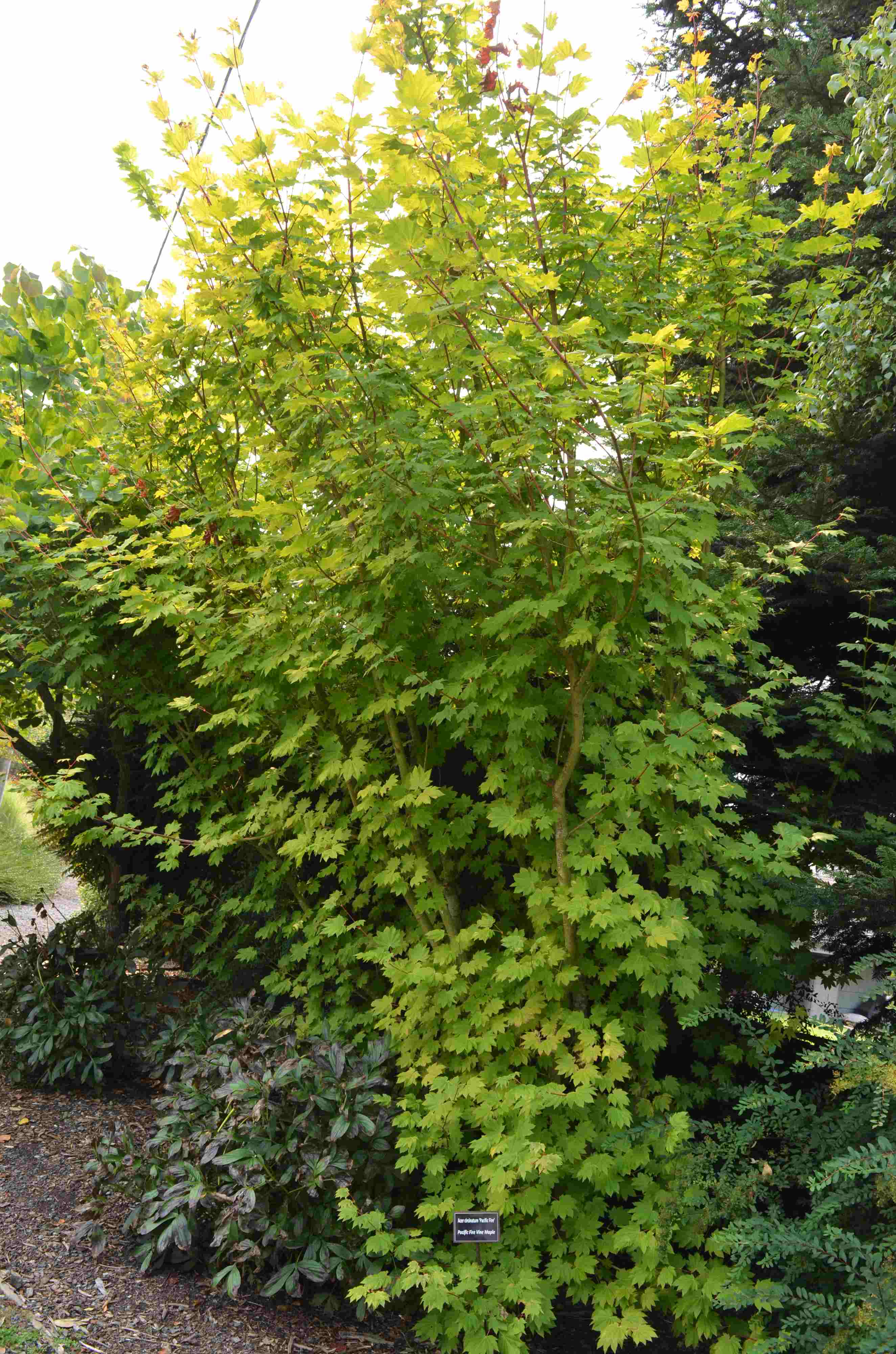 Acer circinatum Portland State University