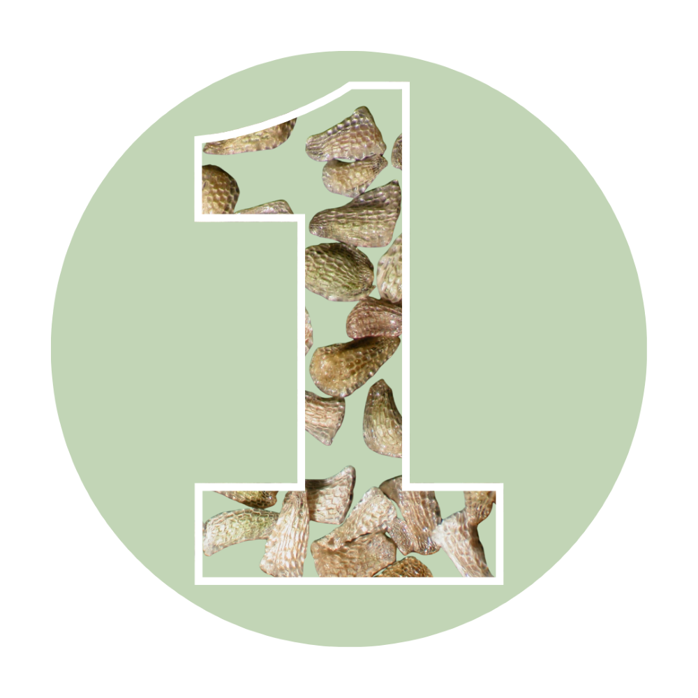 Number one with Castilleja seeds inside 