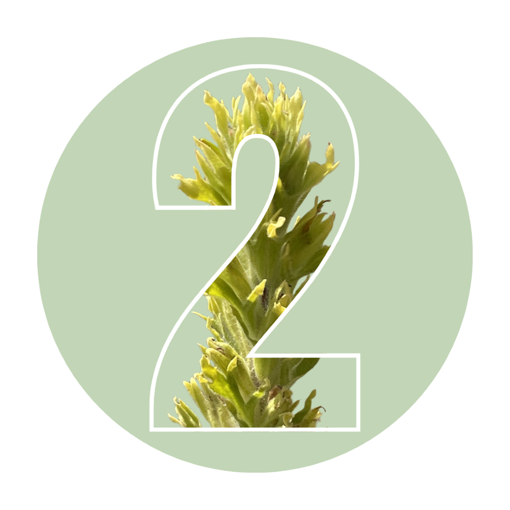 Number 2 with Castilleja chlorotica plant inside