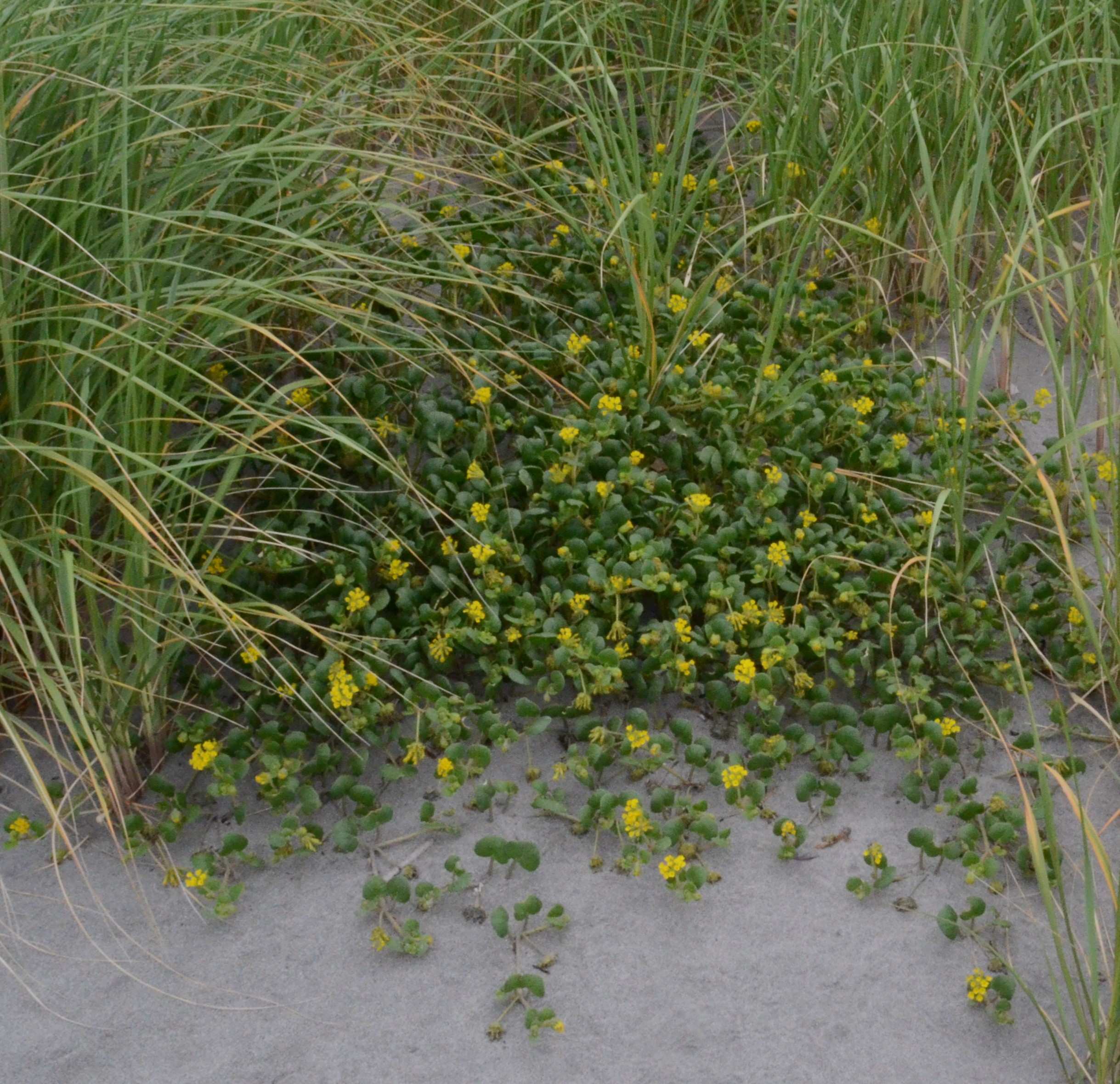 Abronia latifolia growing in a coastal dune near Long Beach, Washington. 