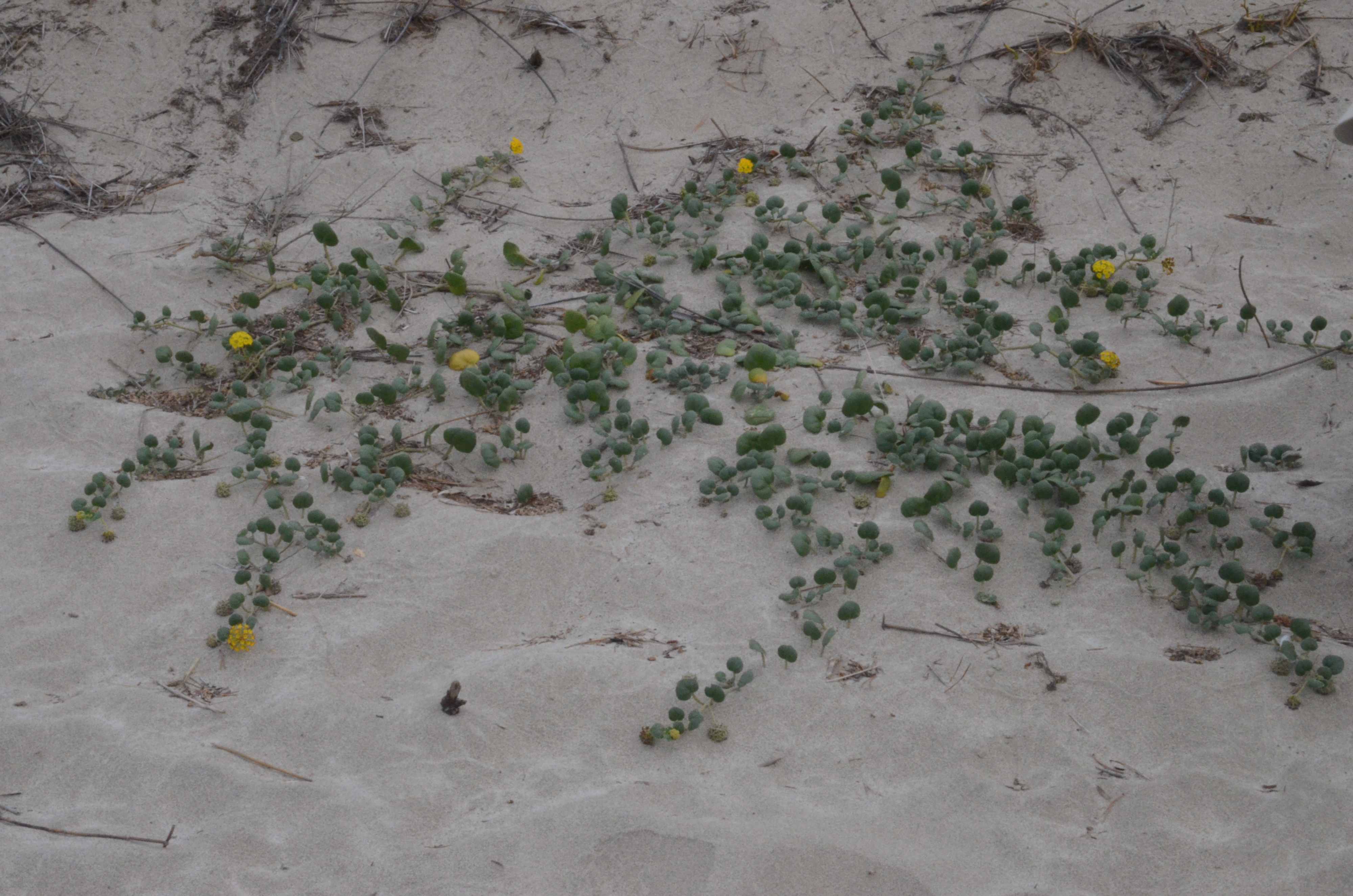 Abronia latifolia growing on coastal dunes near Pacific City, Oregon.