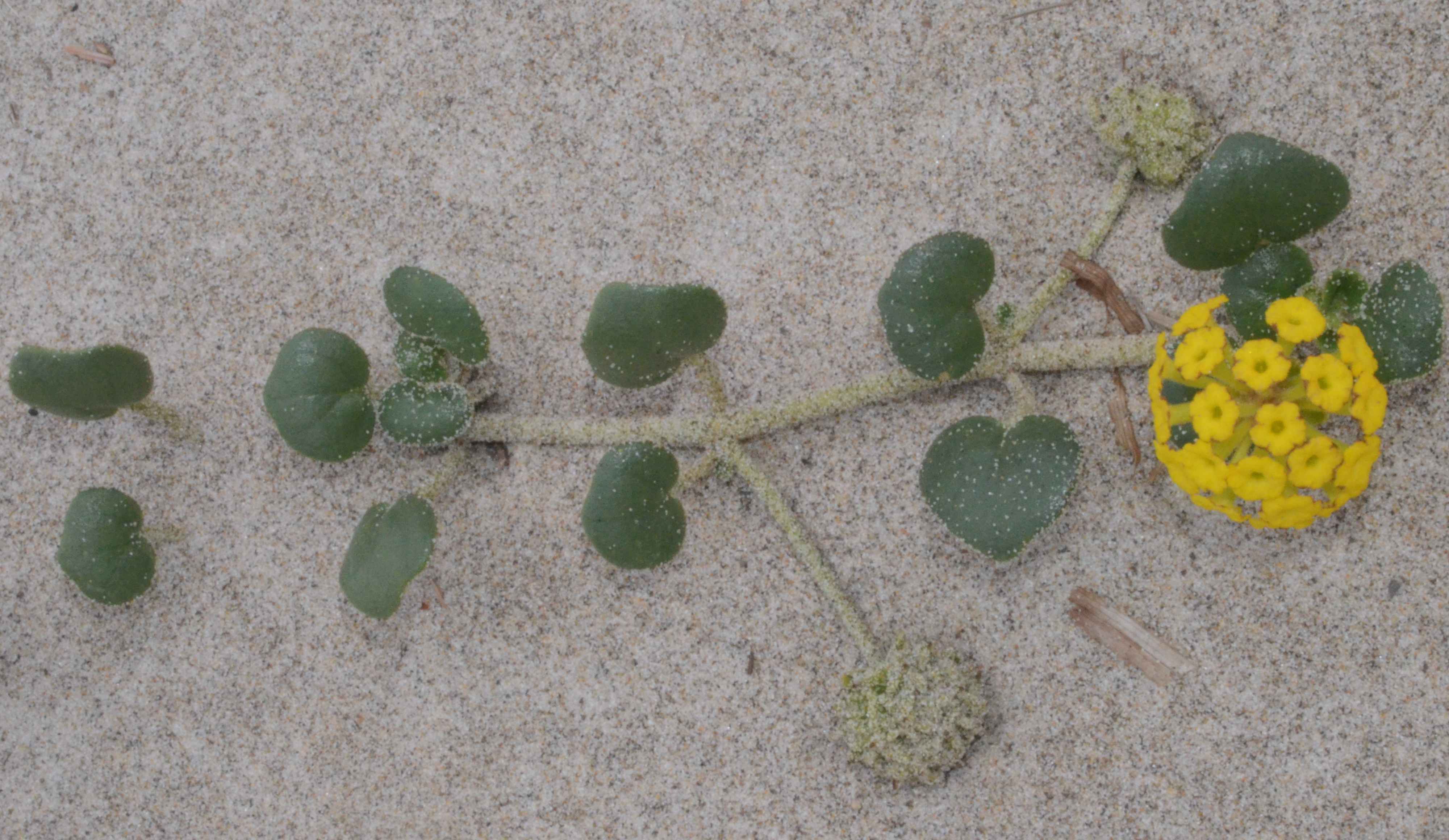 Abronia latifolia with flowers (yellow) and immature fruits (green and covered with sand).