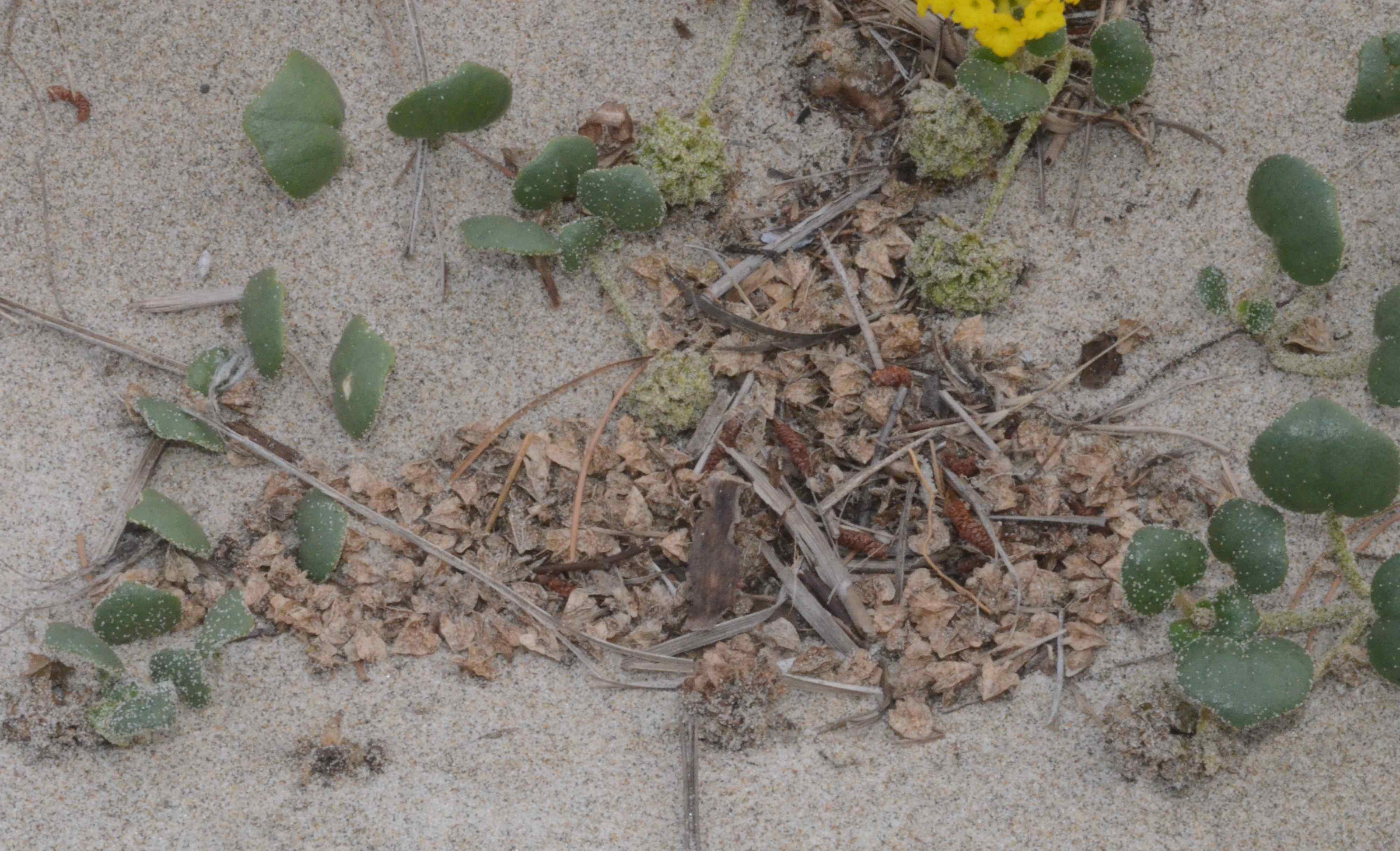 Abronia latifolia fruits that have dispersed near the plant on top of a sandy soil.
