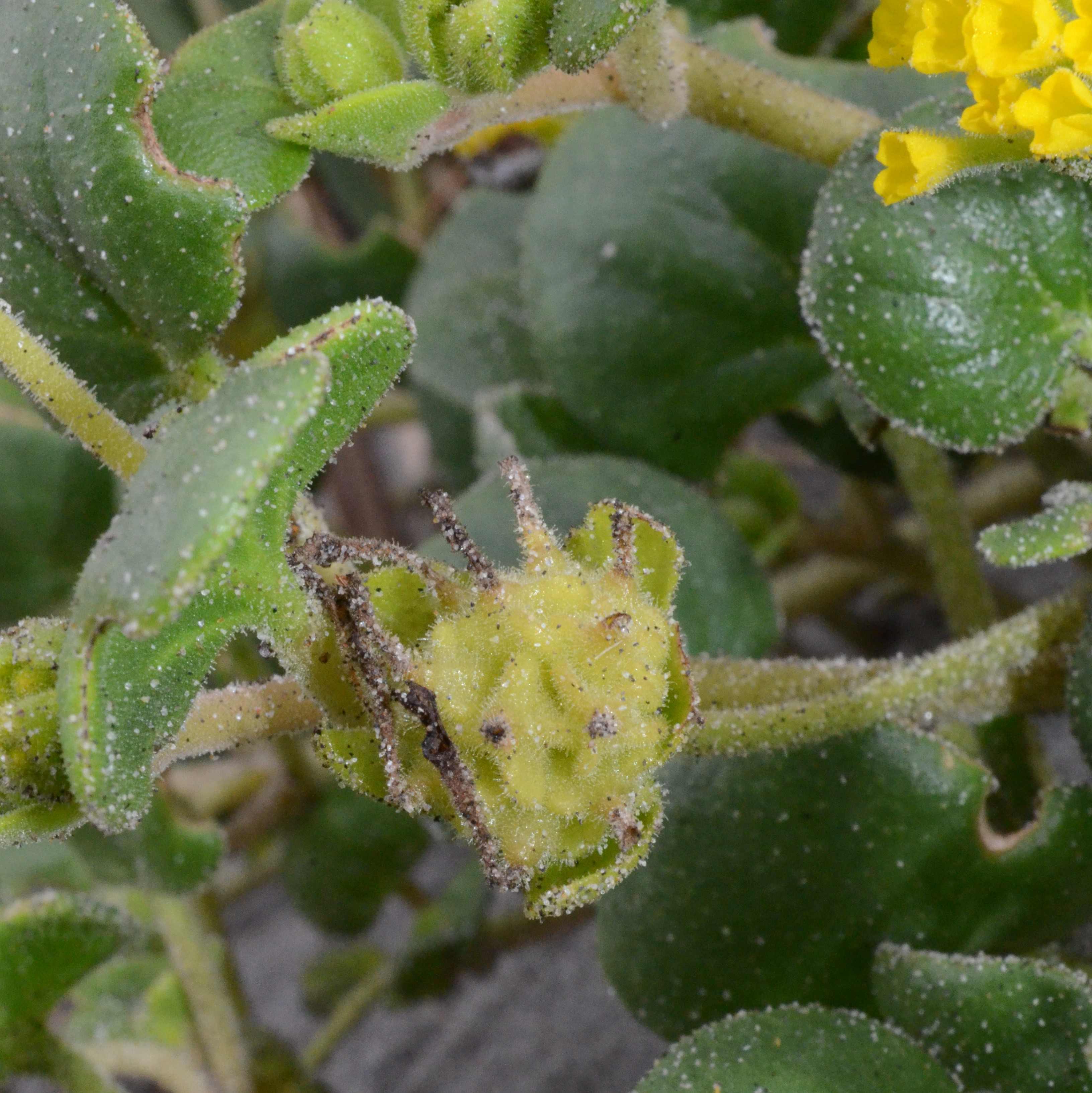 Abronia latifolia with immature fruits. 