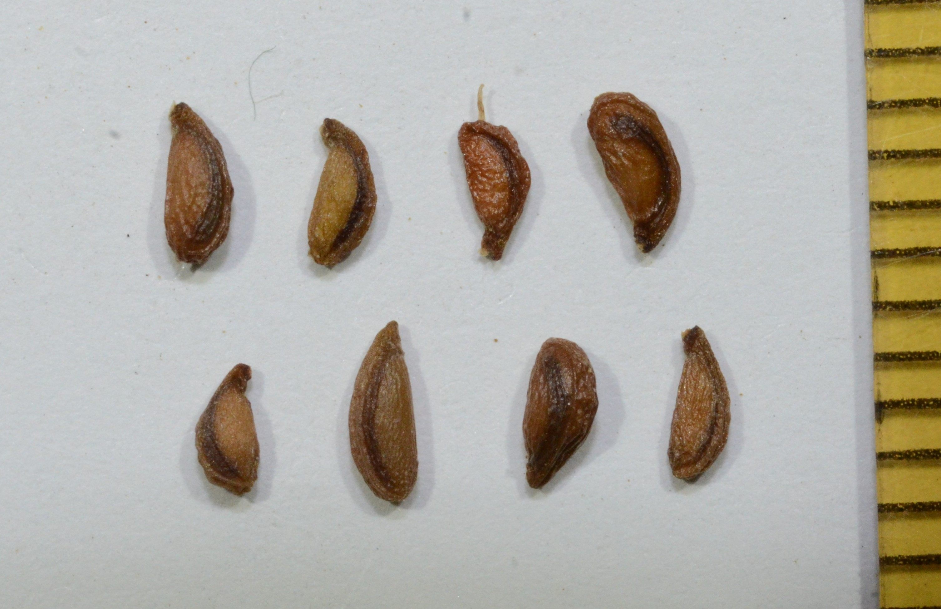 Abronia latifolia seeds with mm ruler on right.