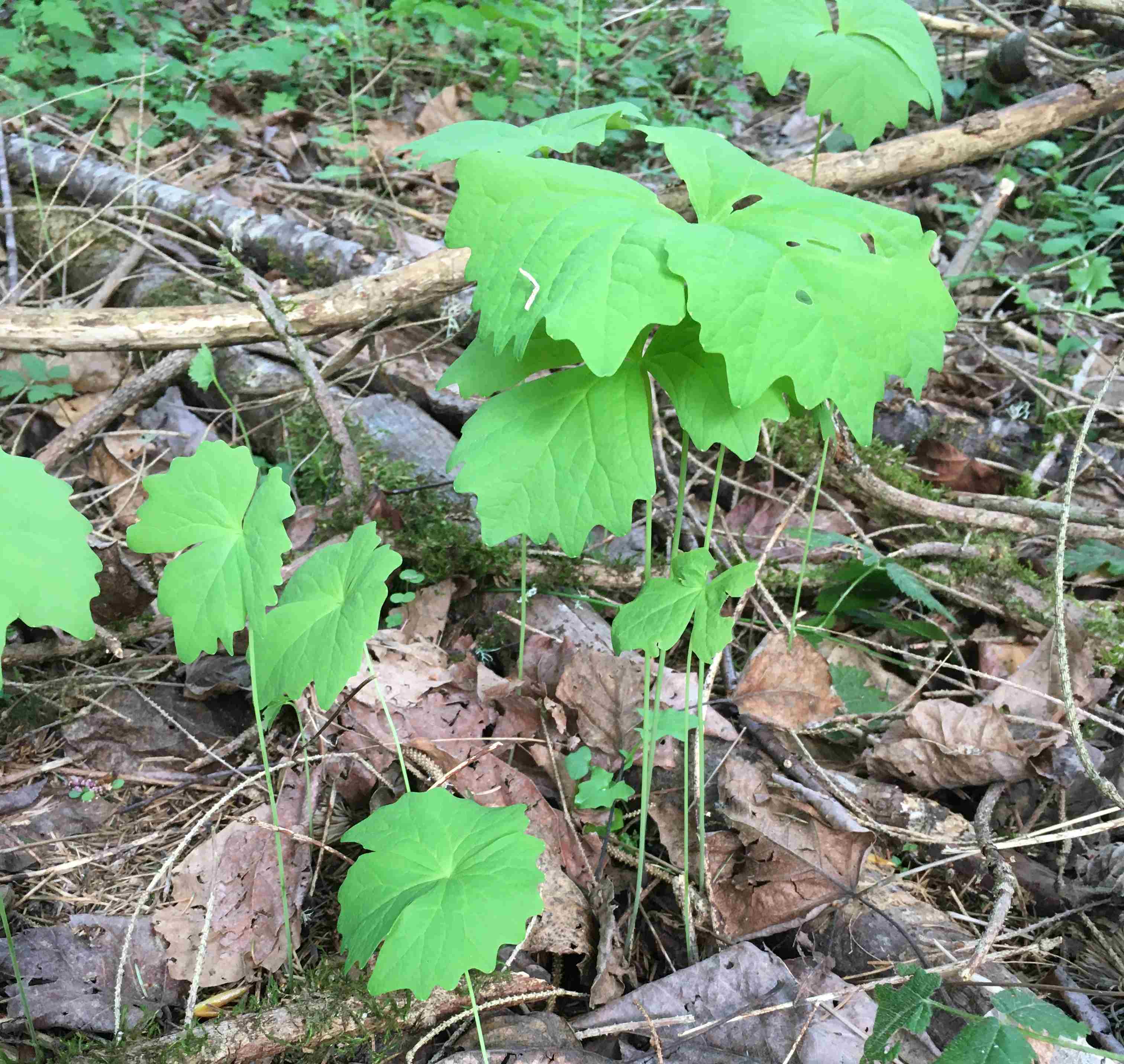 Achlys triphylla leaves in a forest understory.