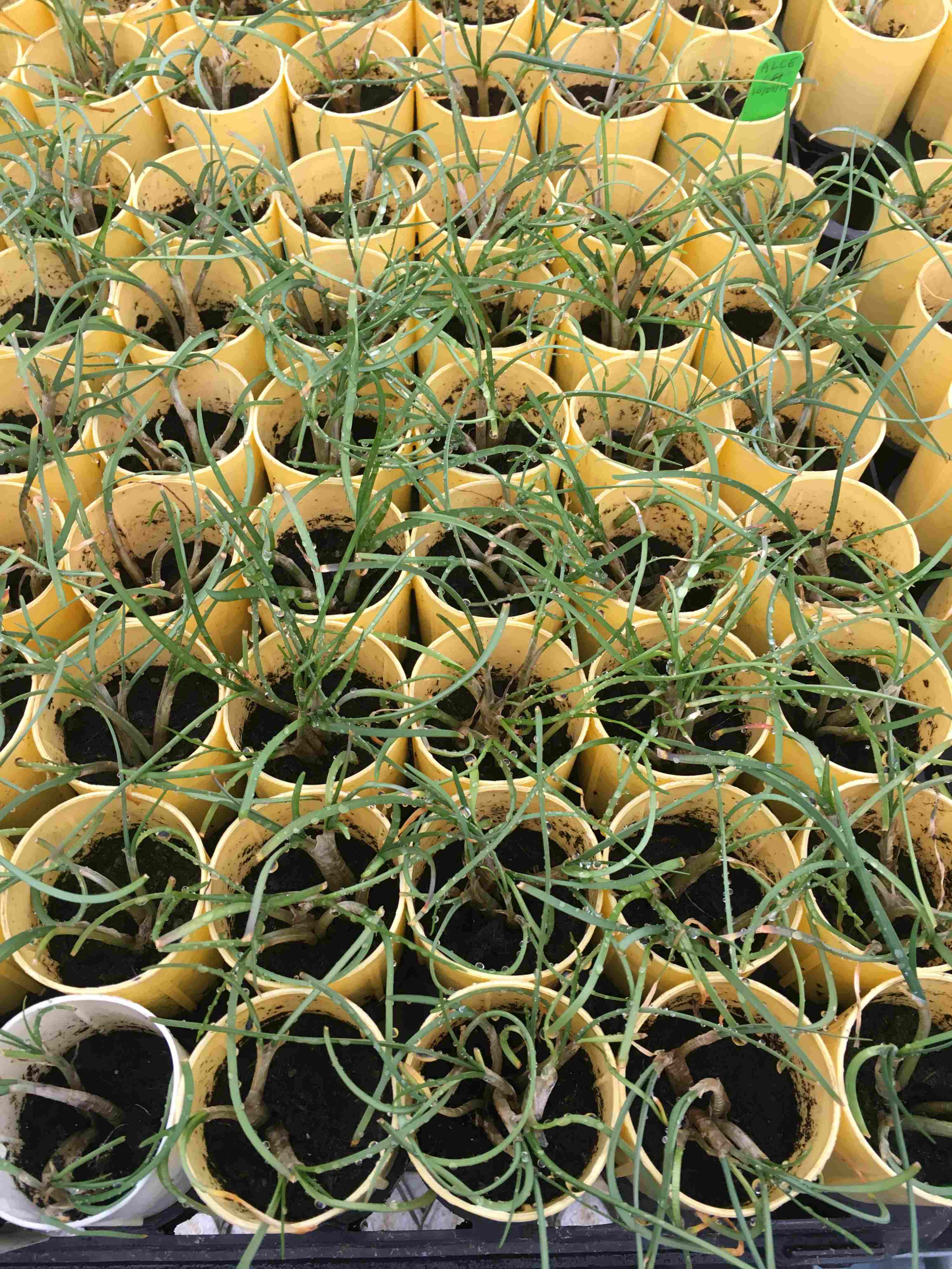 Allium cernuum seedlings growning in tree tube containers.