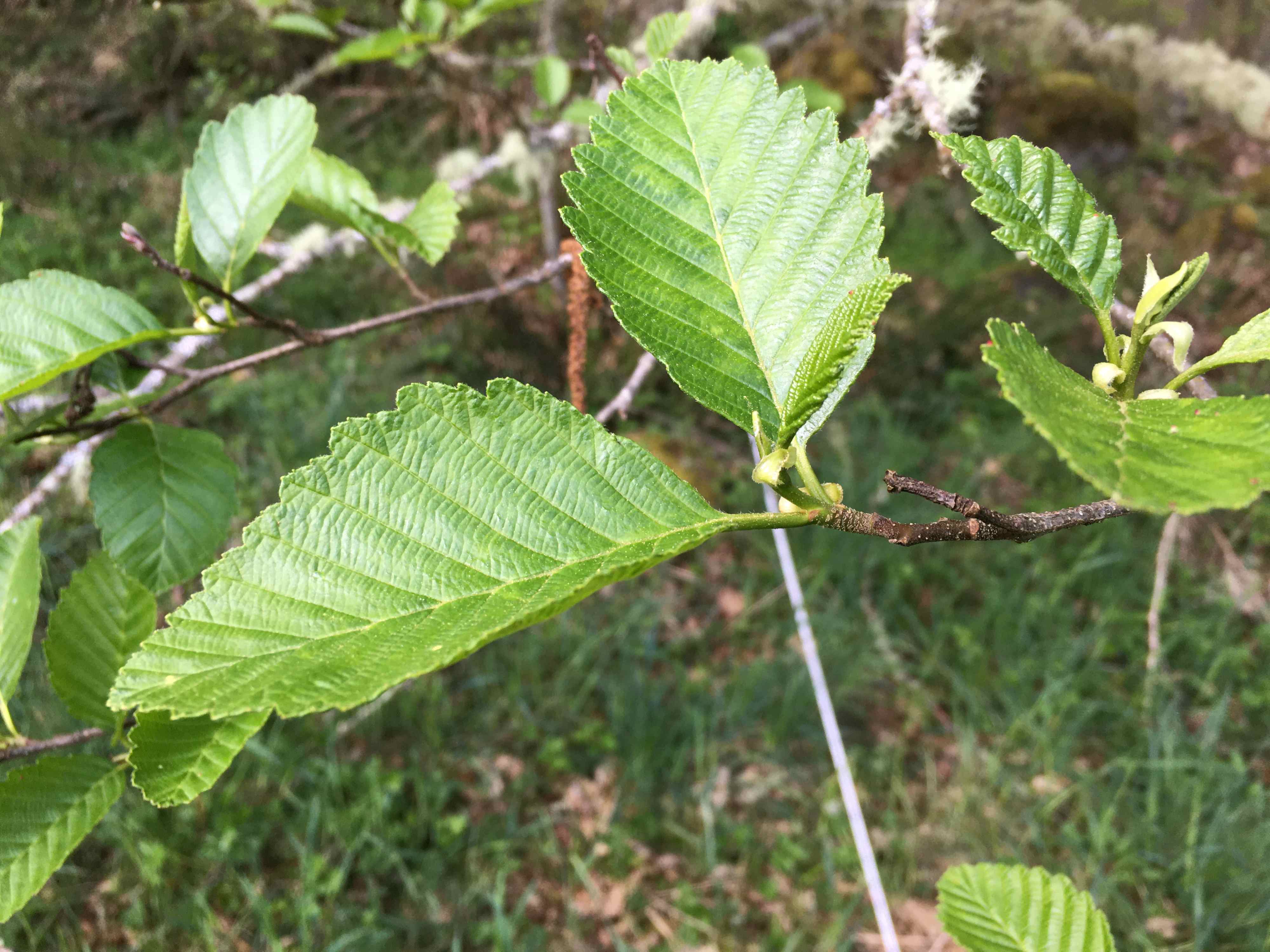 Alnus rubra leaves.