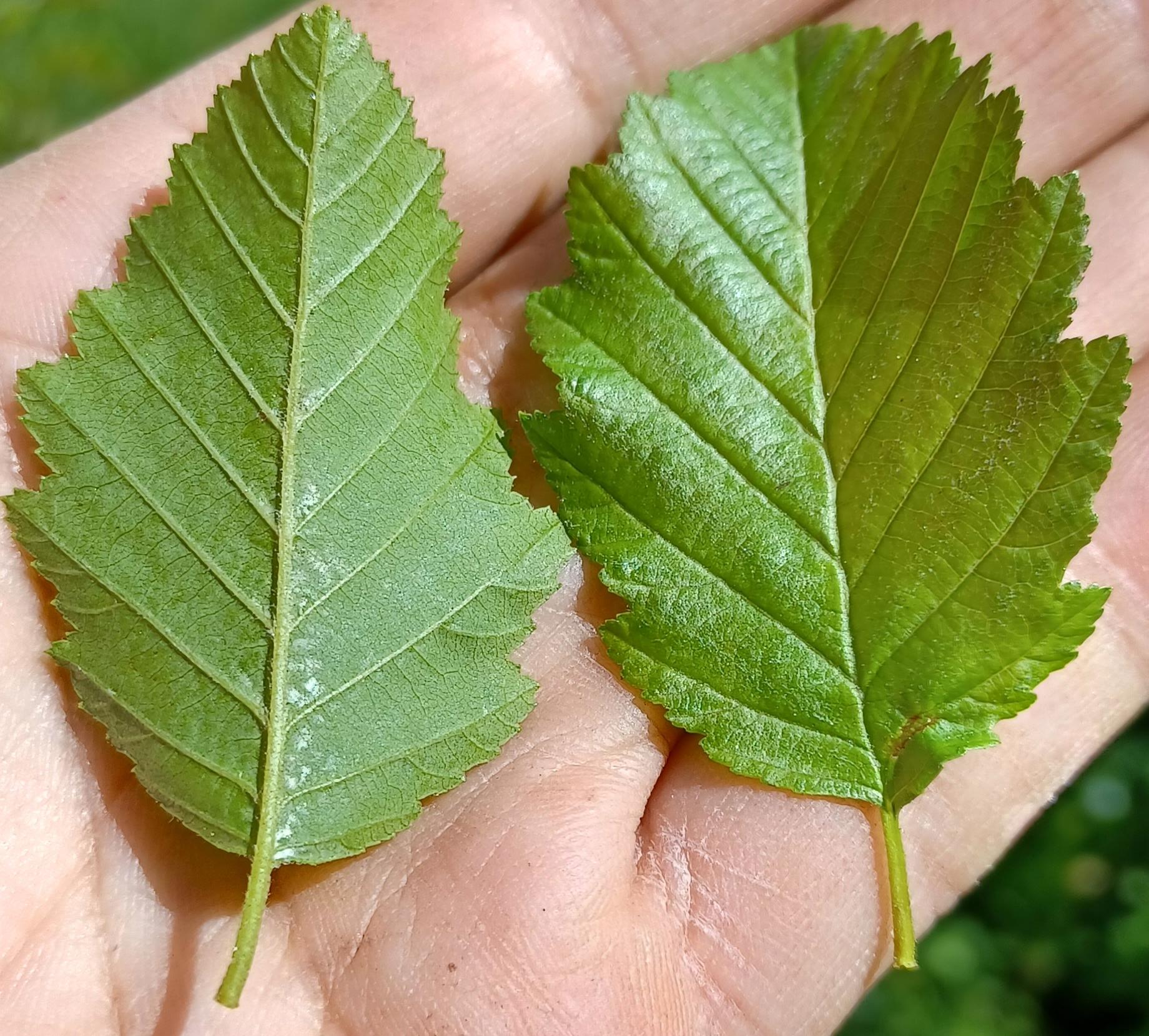 Alnus viridis leaves viewed from below (left) and above (right).