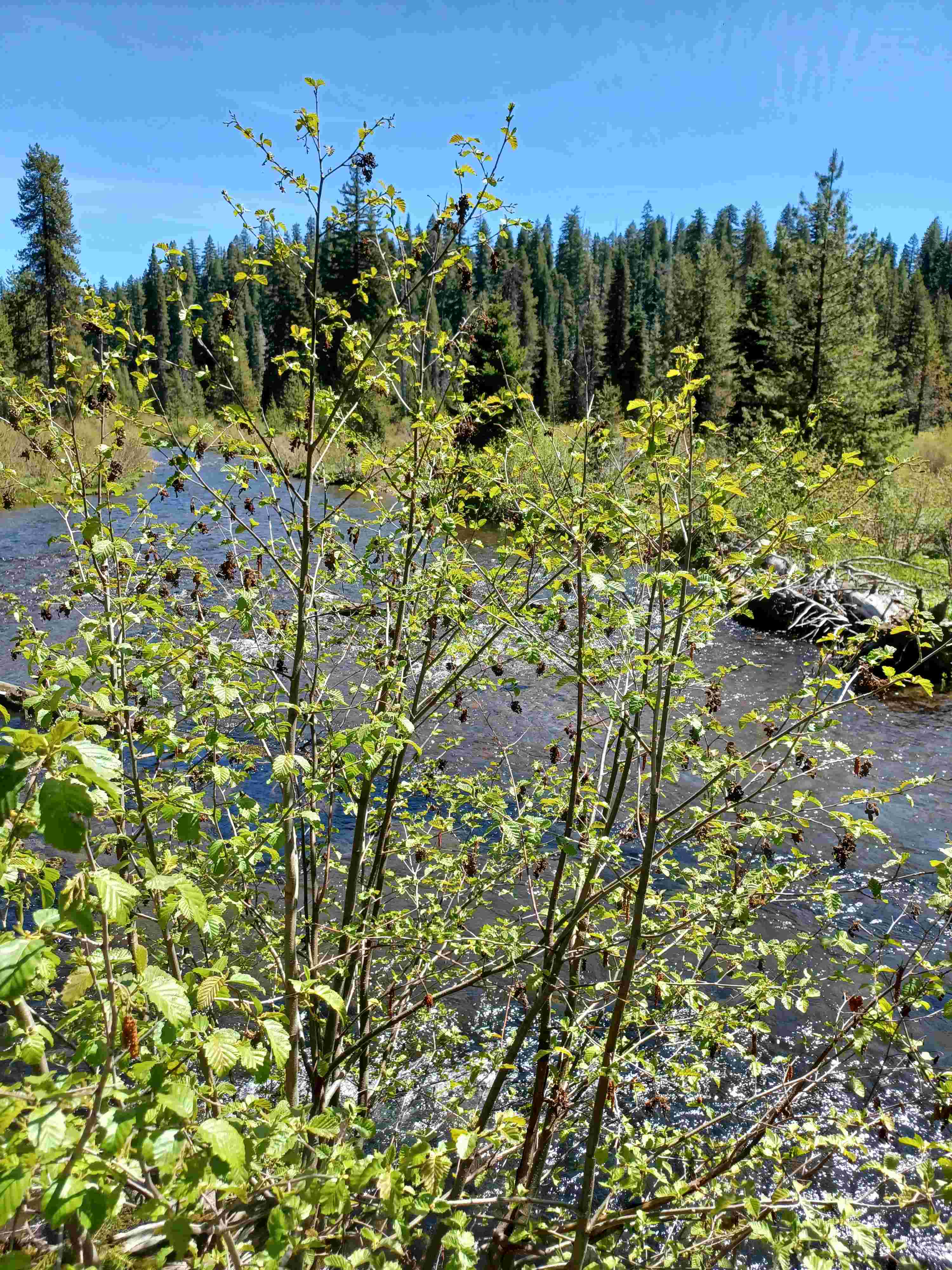 Alnus viridis riverside on a stream at mid-elevation near Mt. Hood, OR.