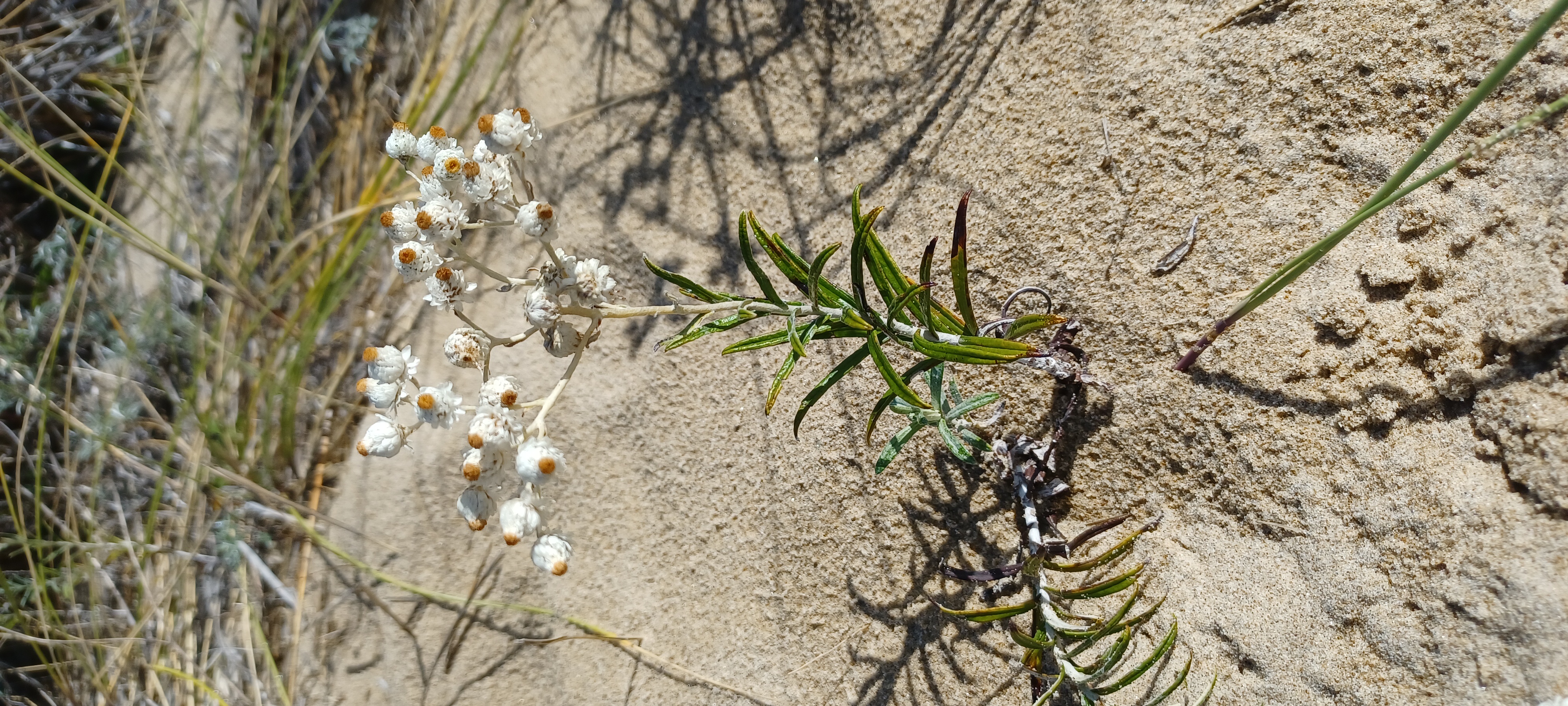 Anaphalis margaritacea flowering in coastal dunes near Florence, OR.
