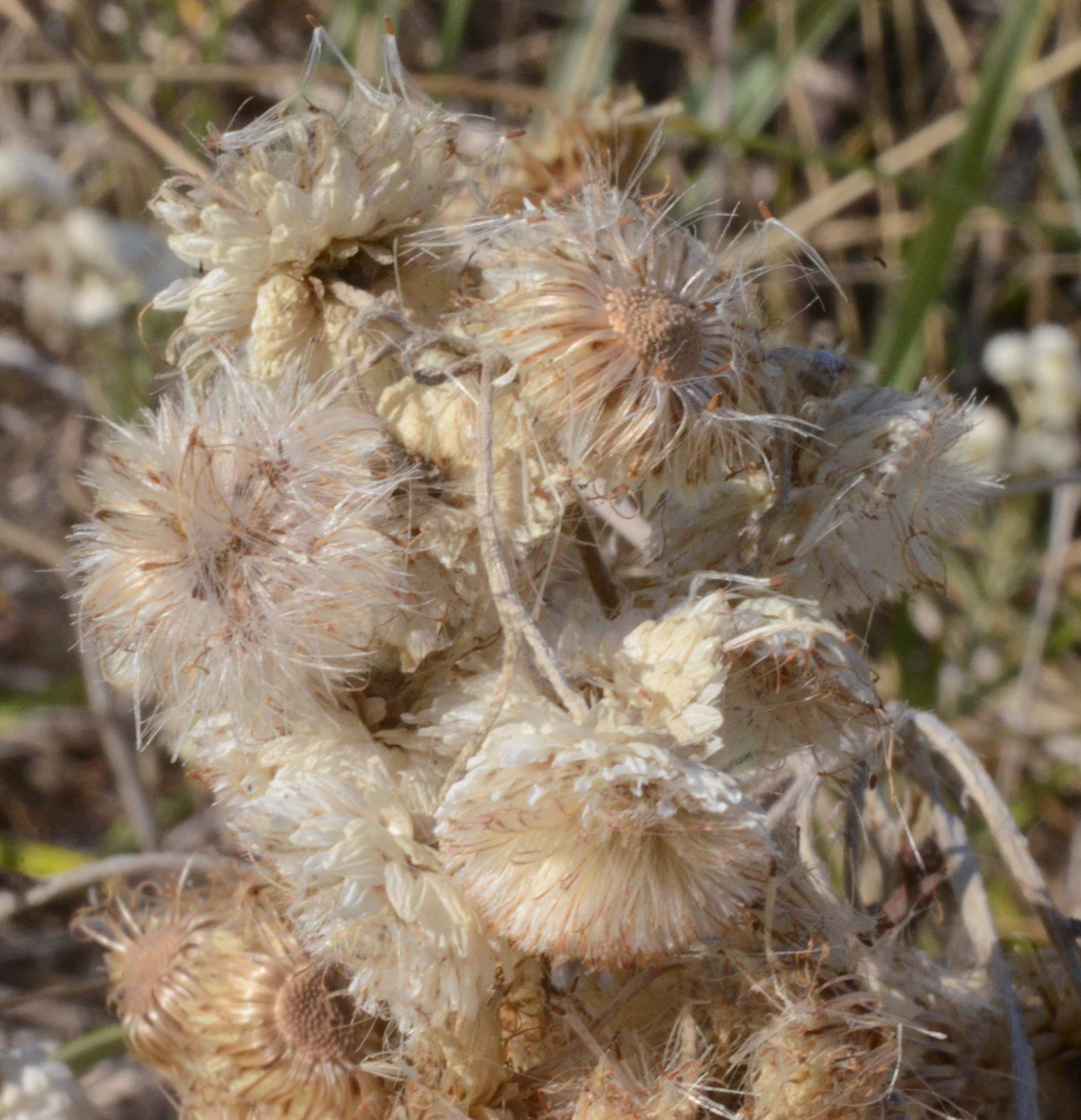 Anaphalis margaritacea fruits that are dispersing. Fruits are small and brown and long, floss-like, white tissue that aids in wind transport. 