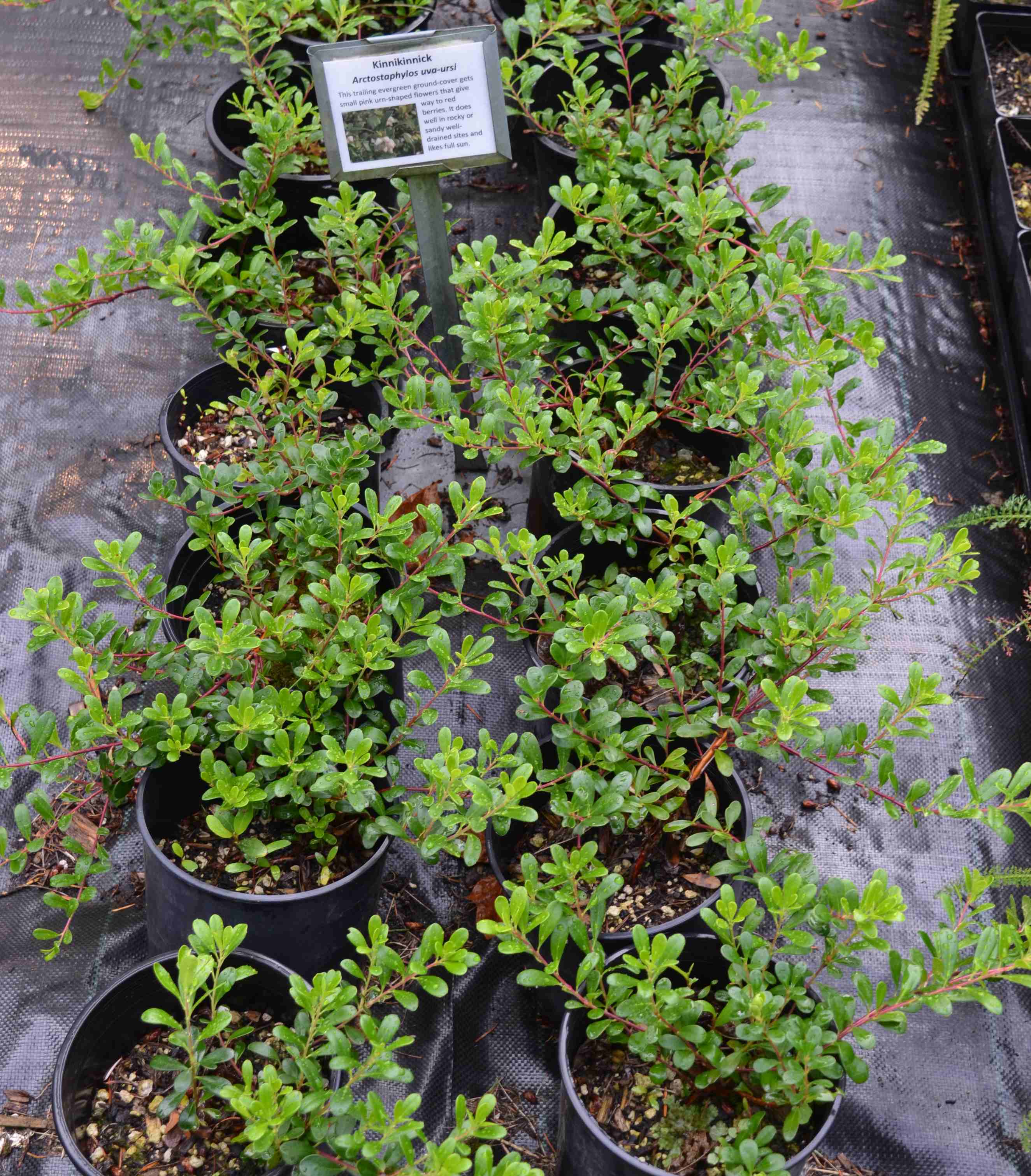 Arctostaphylos uva-ursi grown in 1-gallon containers at a native plant nursery.