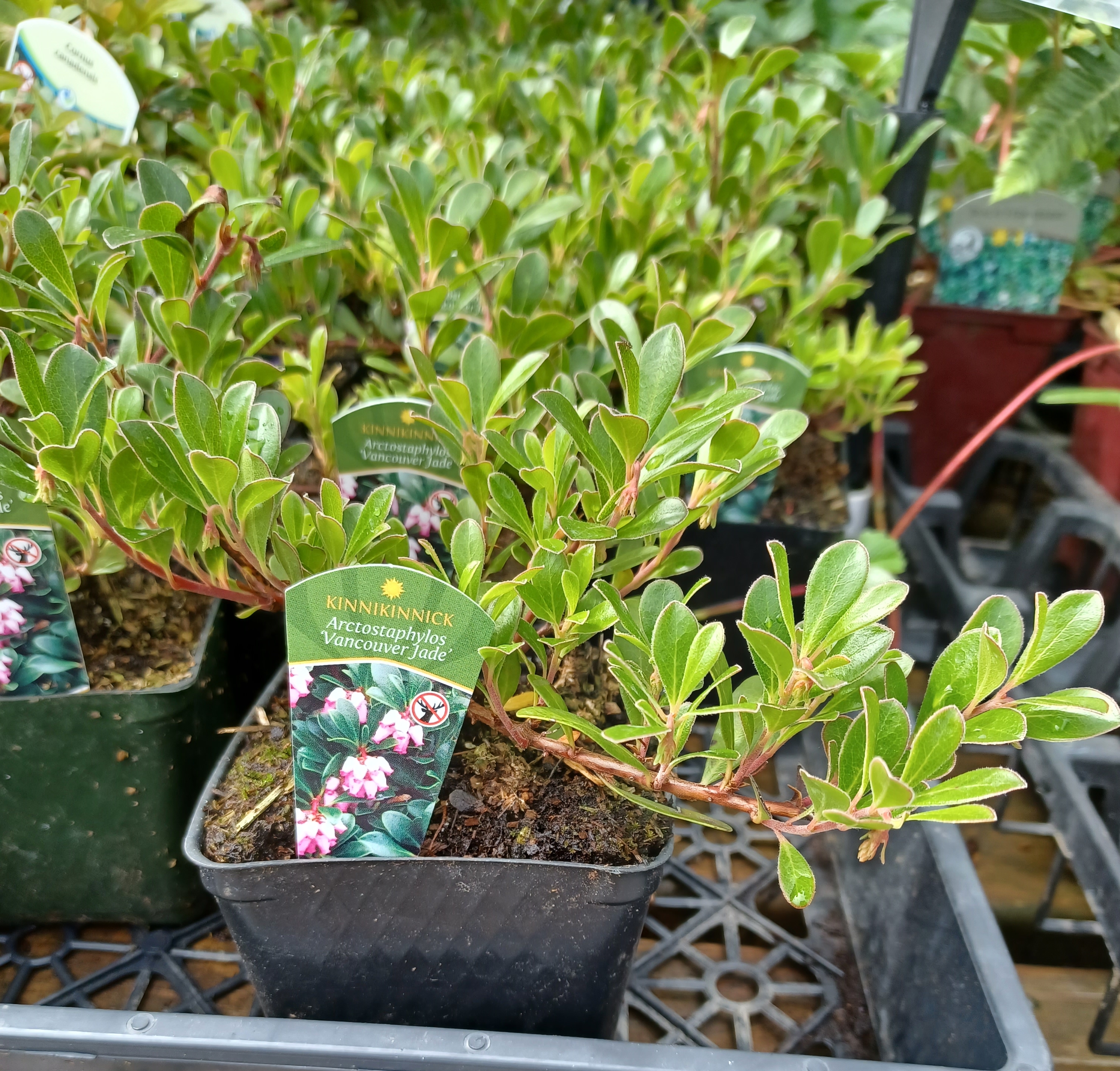 Arctostaphylos uva-ursi 'Vancouver Jade' grown in a 4-inch container at a native plant nursery near Seattle, WA.