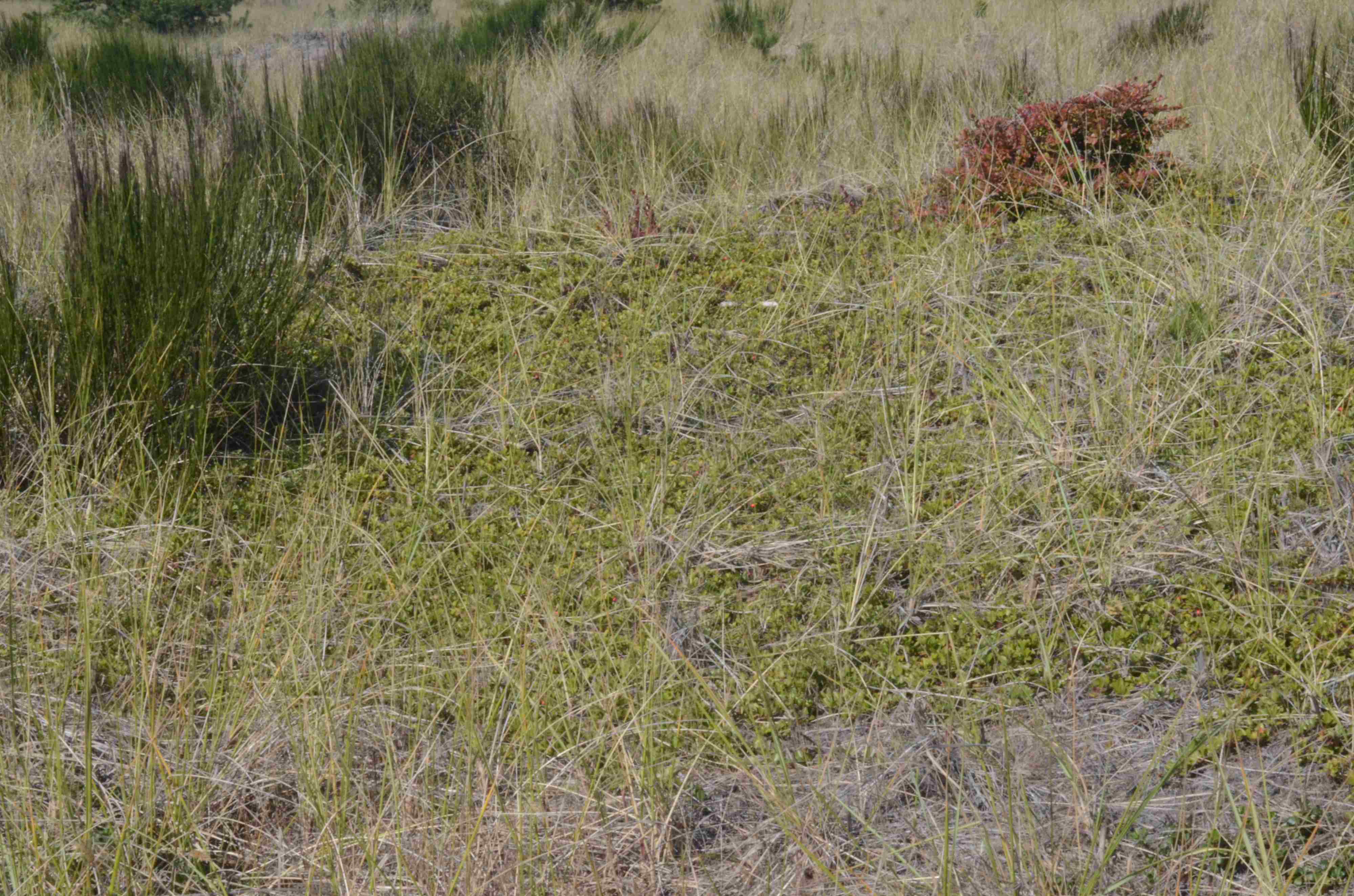 Arctostaphylos uva-ursi growing on a coastal dune. 