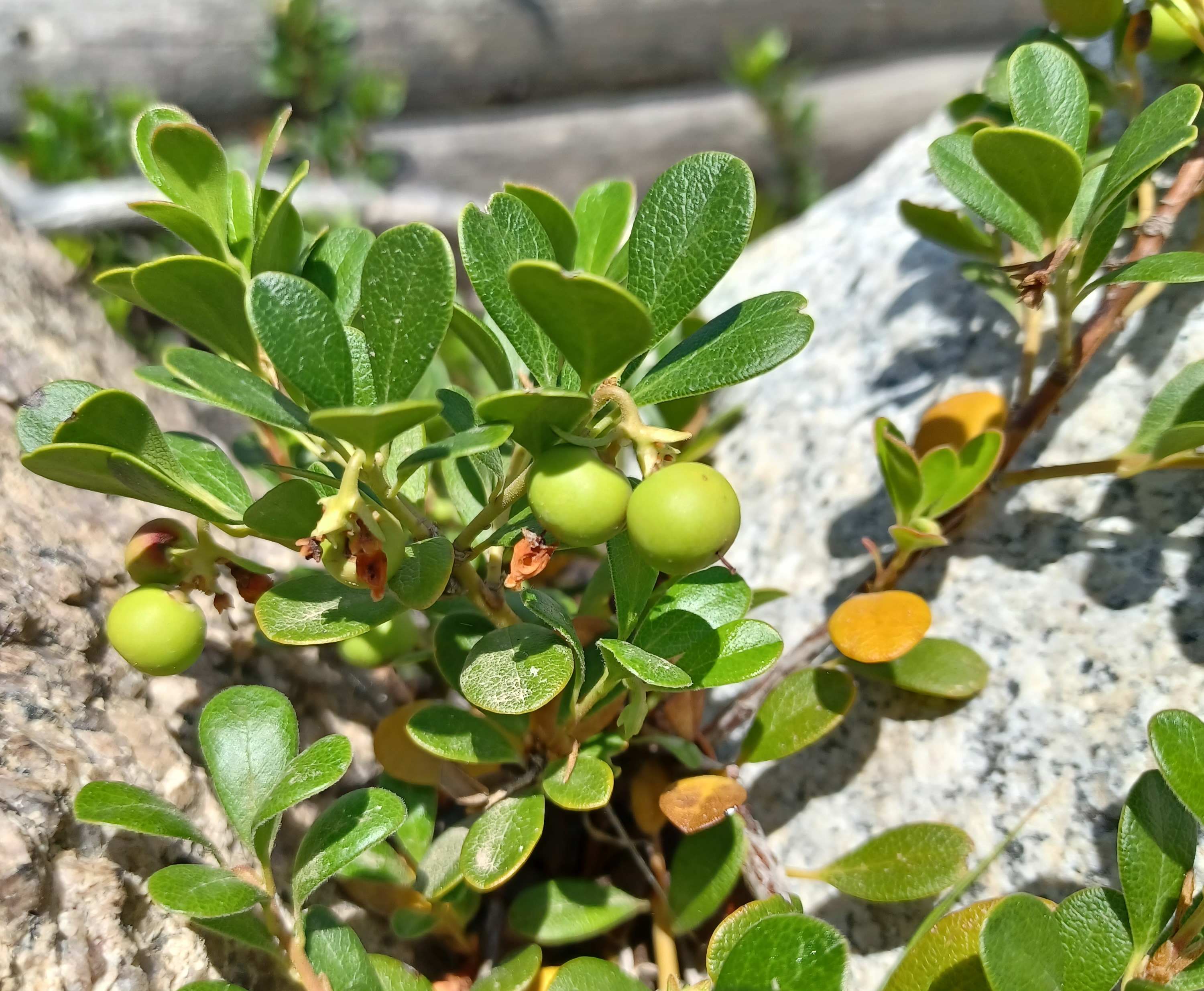 Arctostaphylos uva-ursi with immature (green) fruits.