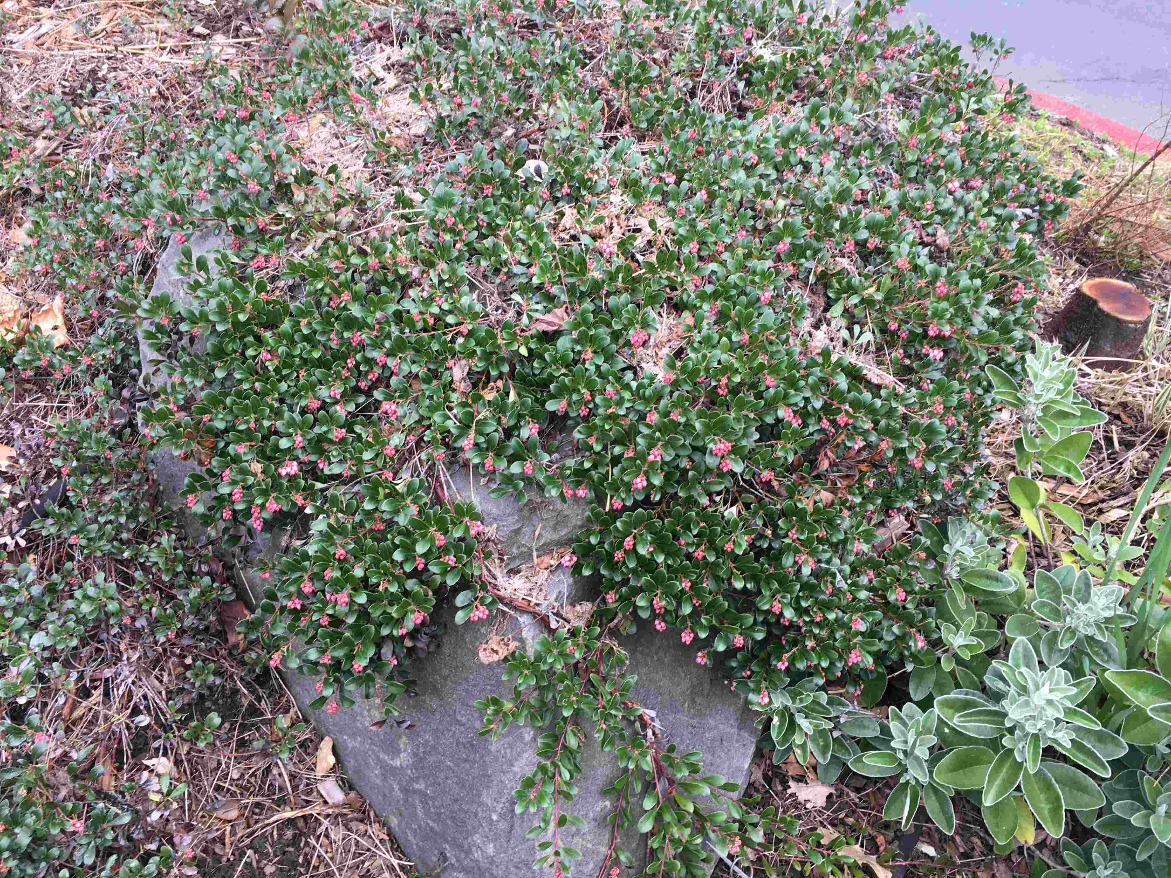 Arctostaphylos uva-ursi flowering in a native plant garden near Seattle, WA.