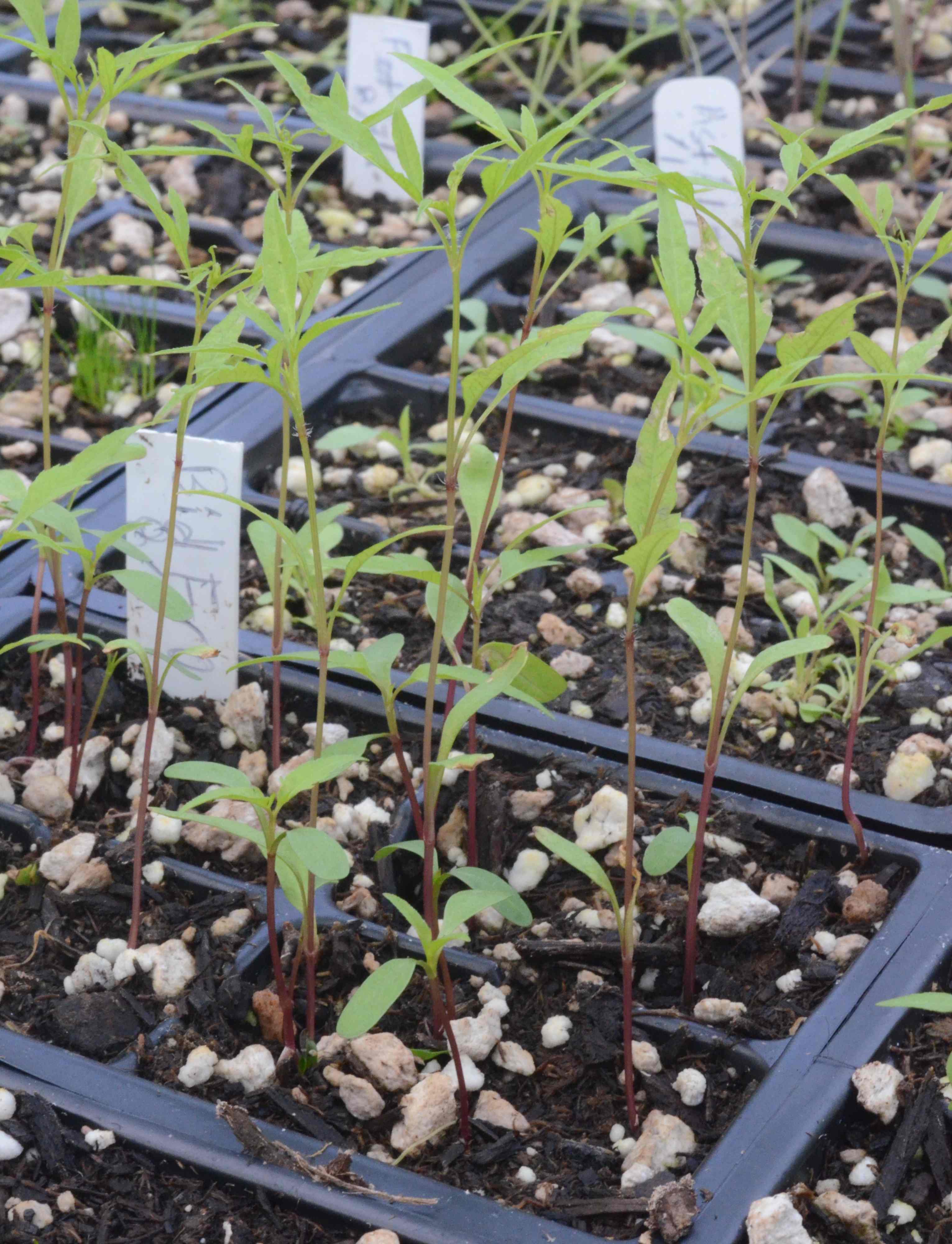 Bidens frondosa seedlings growing in 48-cell liners at the Berry Seed Bank research greenhouse located in Portland, Oregon.