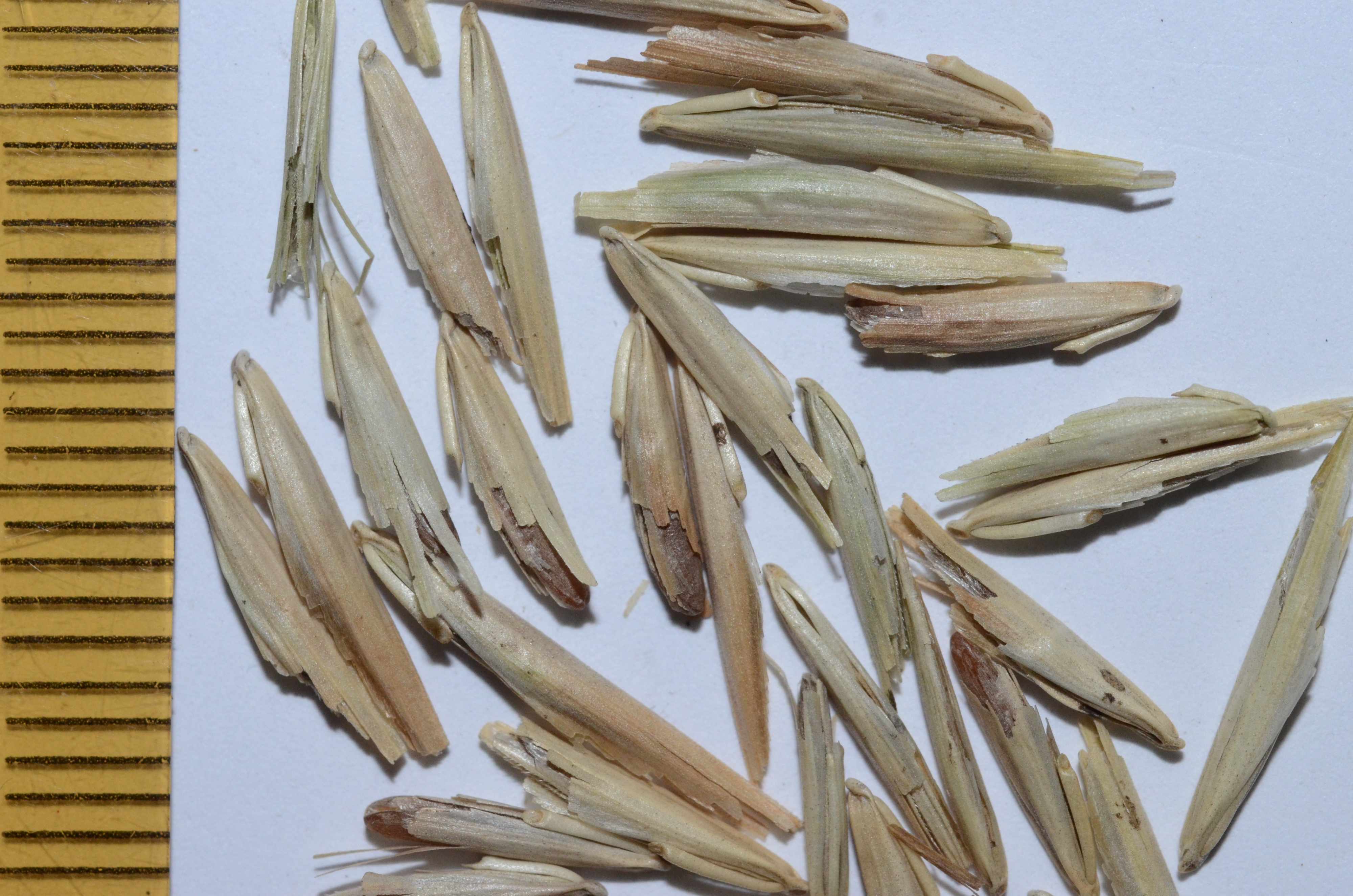 Bromus sitchensis var. carinatus fruits with mm ruler on right.