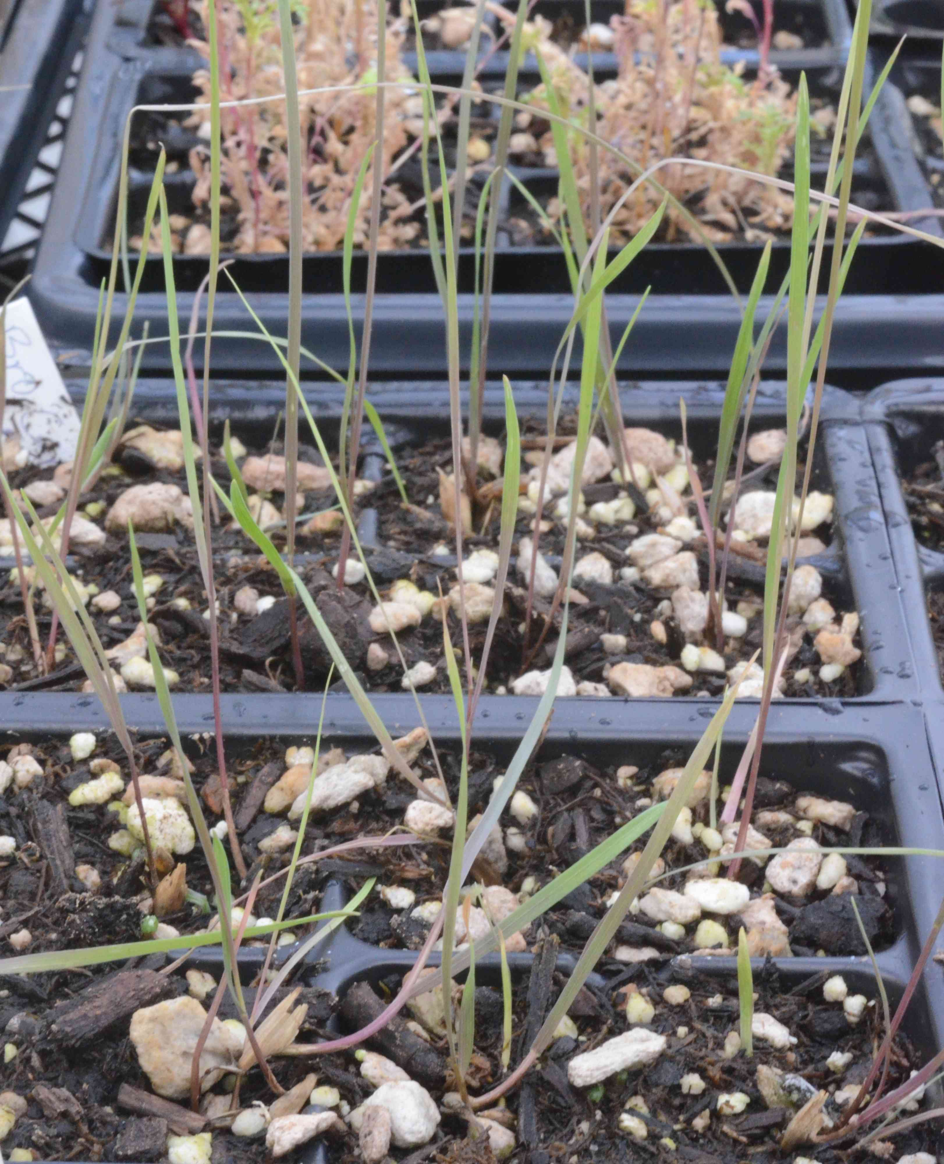Bromus sitchensis v. carinatus seedlings growing in 48-cell liners at the Berry Seed Bank research greenhouse located in Portland, Oregon.