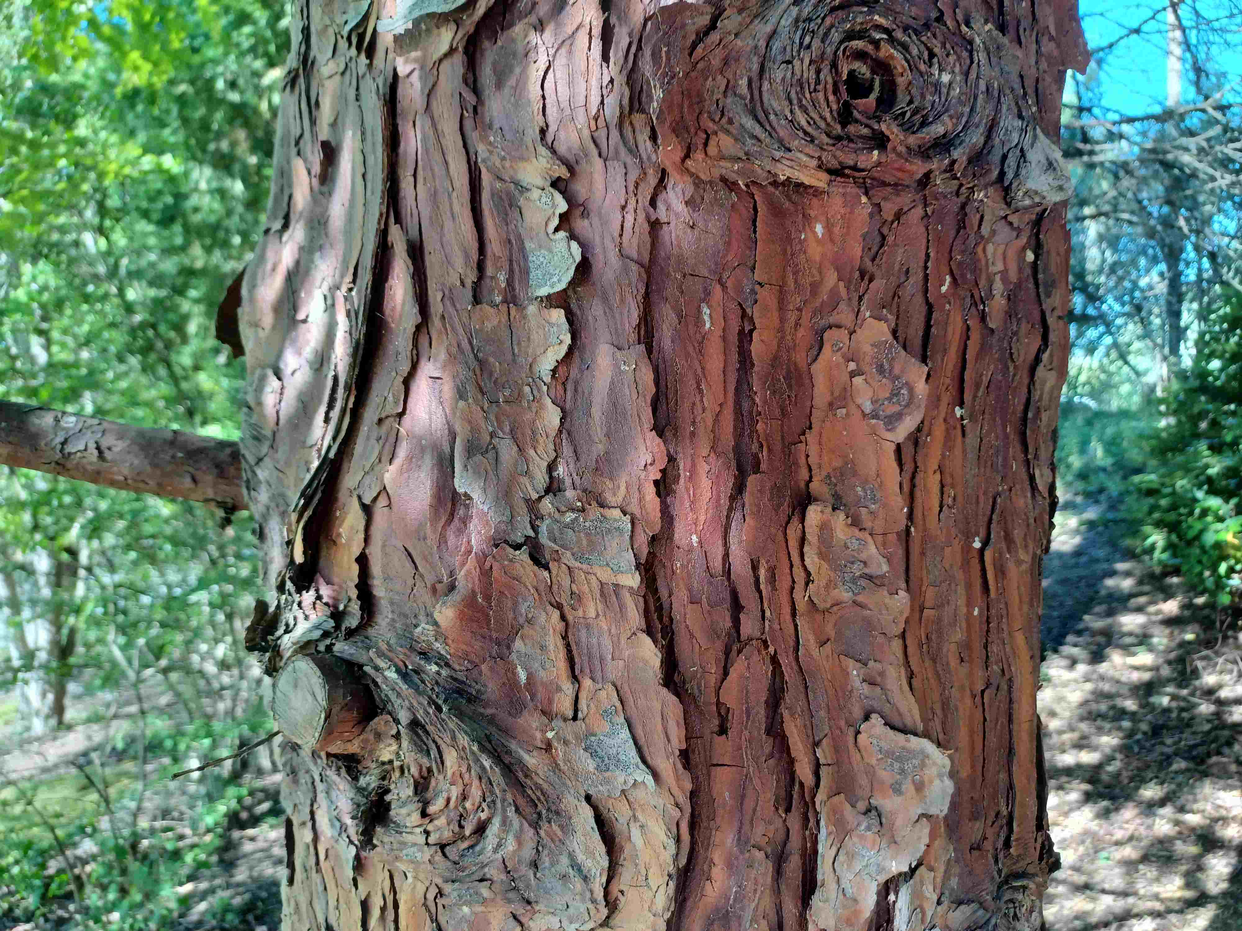 Calocedrus deccurens bark.