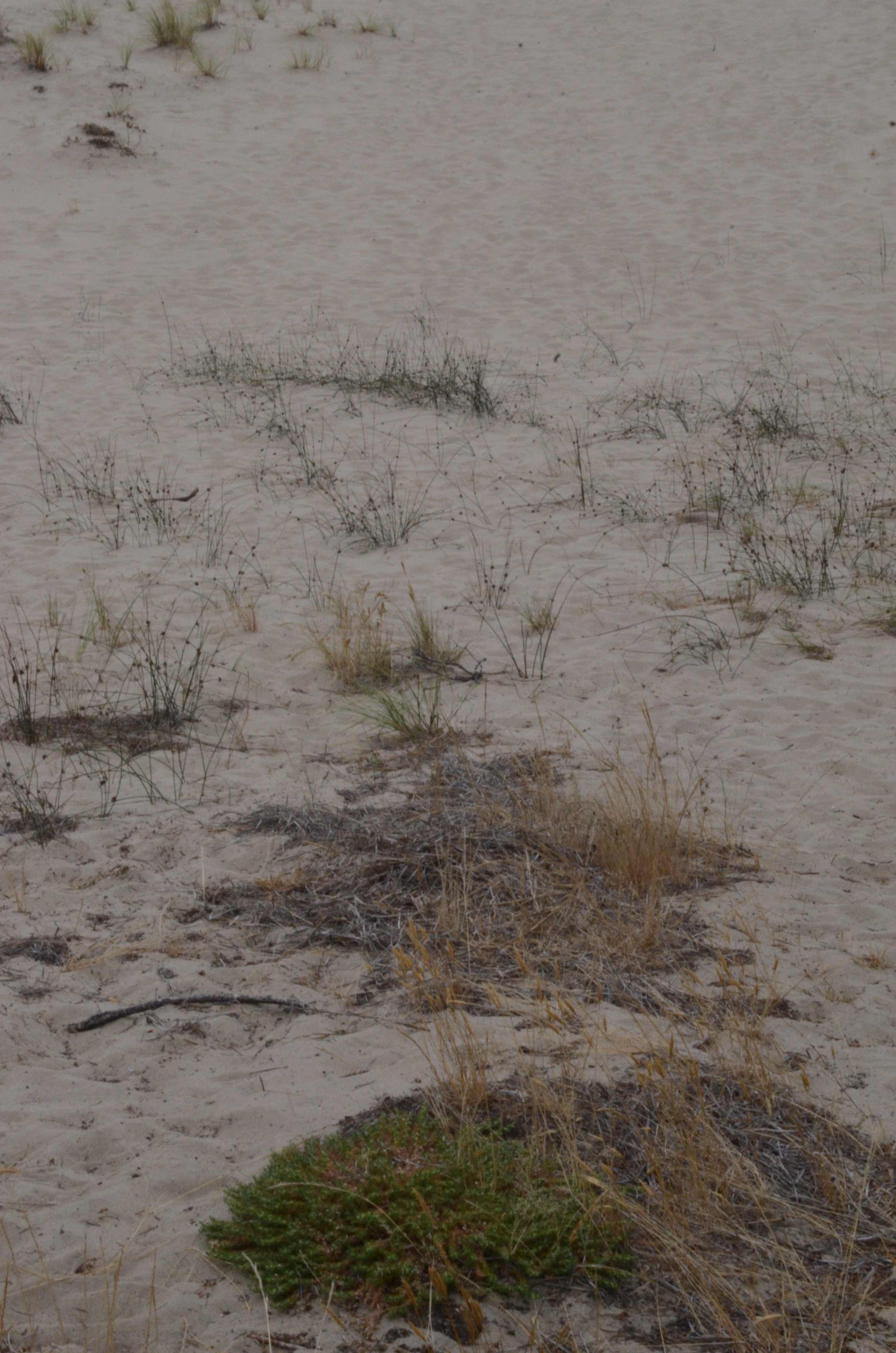 Cardionema ramosissimum growing in a coastal dune near Florence, Oregon.  