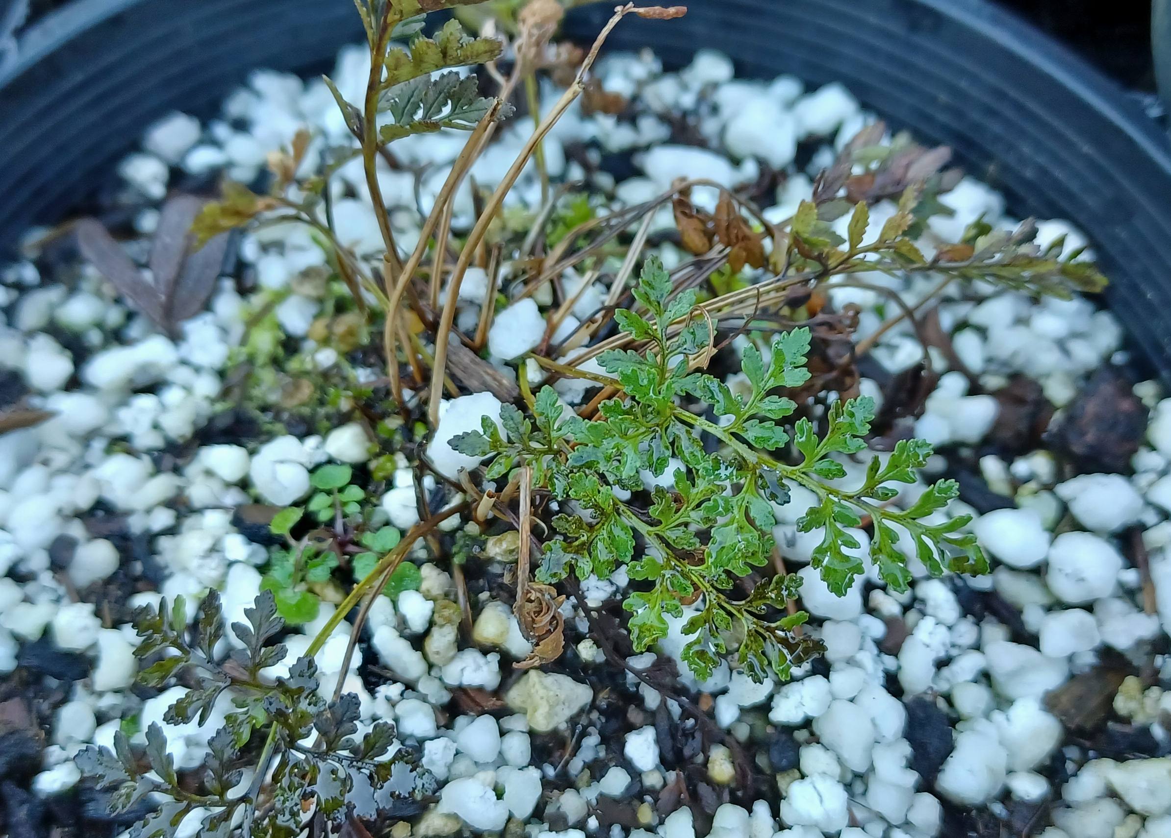 Cryptogramma acrostichoides growing in 1-gallon containers at a native plant nursery near Portland, Oregon.