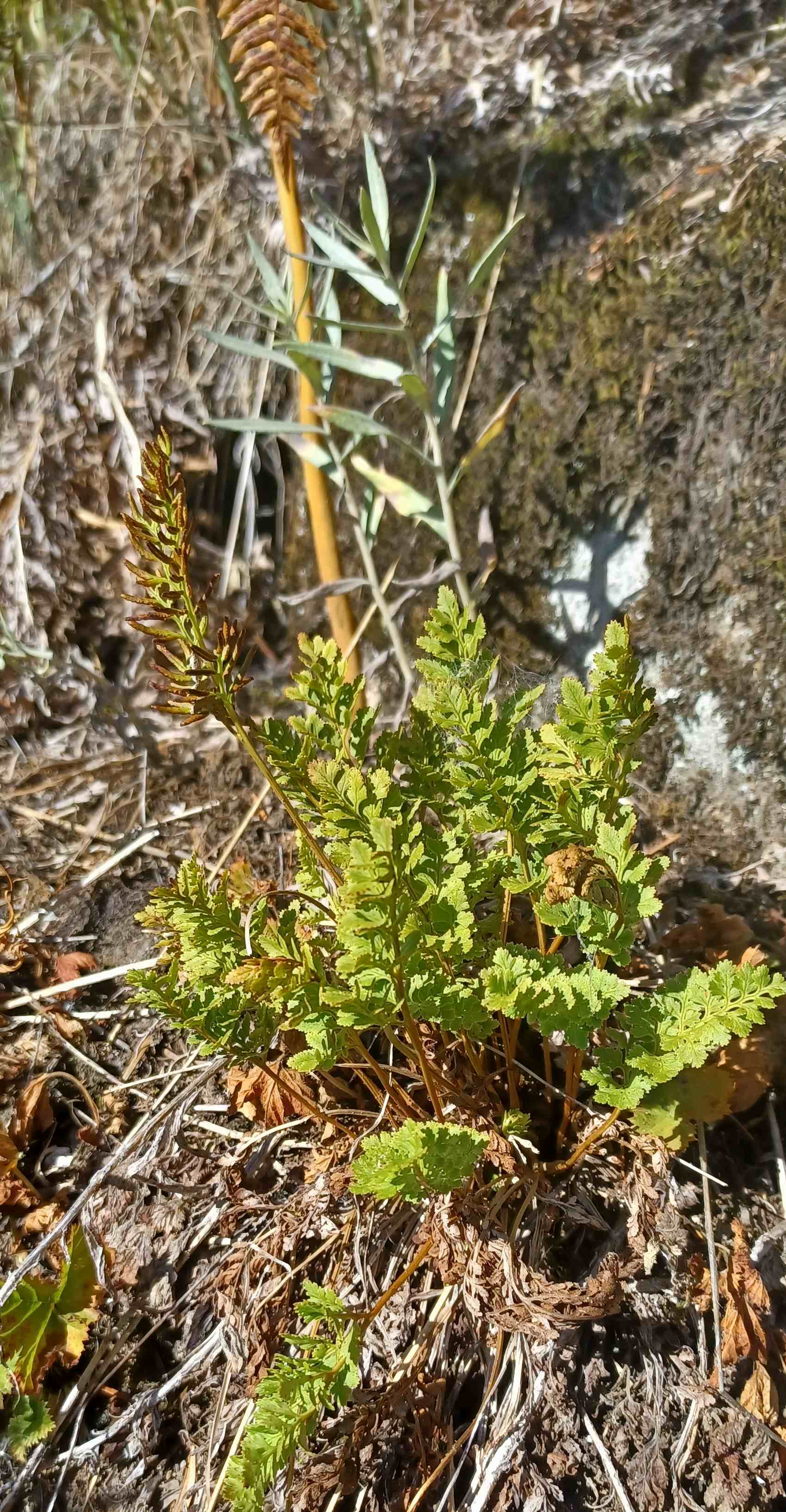 Cryptogramma acrostichoides growing in a rocky soil. 