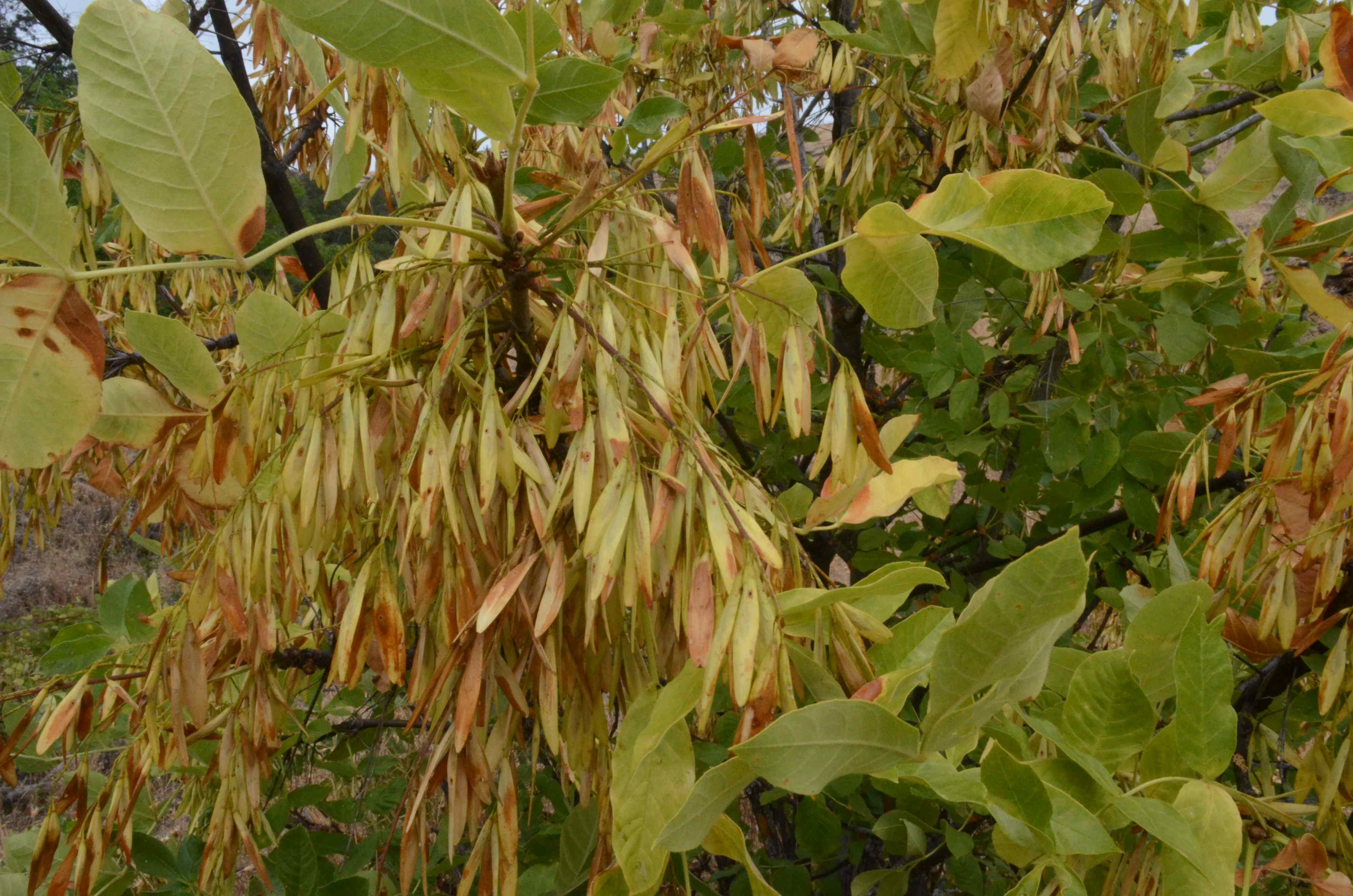 Fraxinus latifolia Portland State University