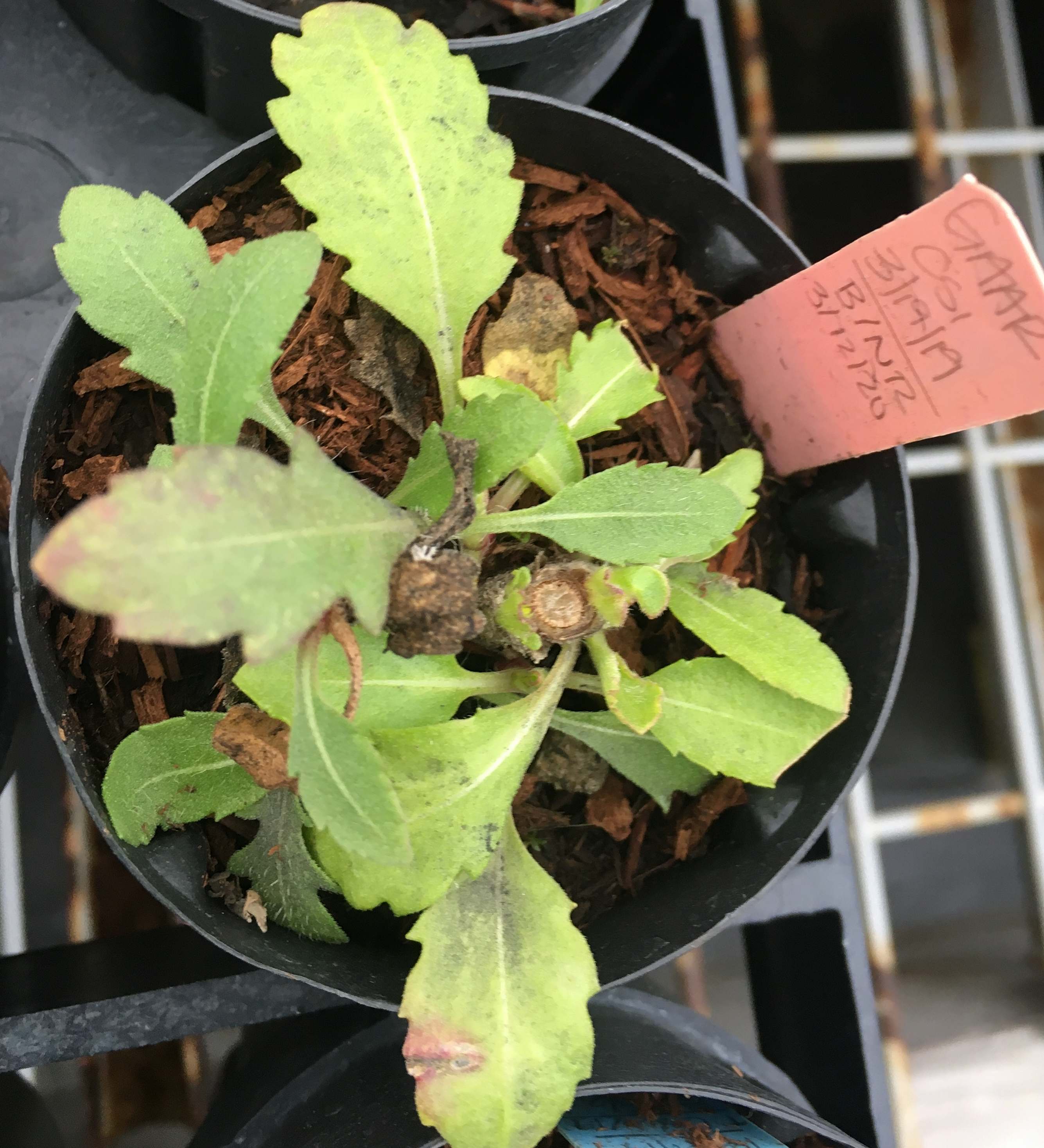 Gaillardia seedlings cheap