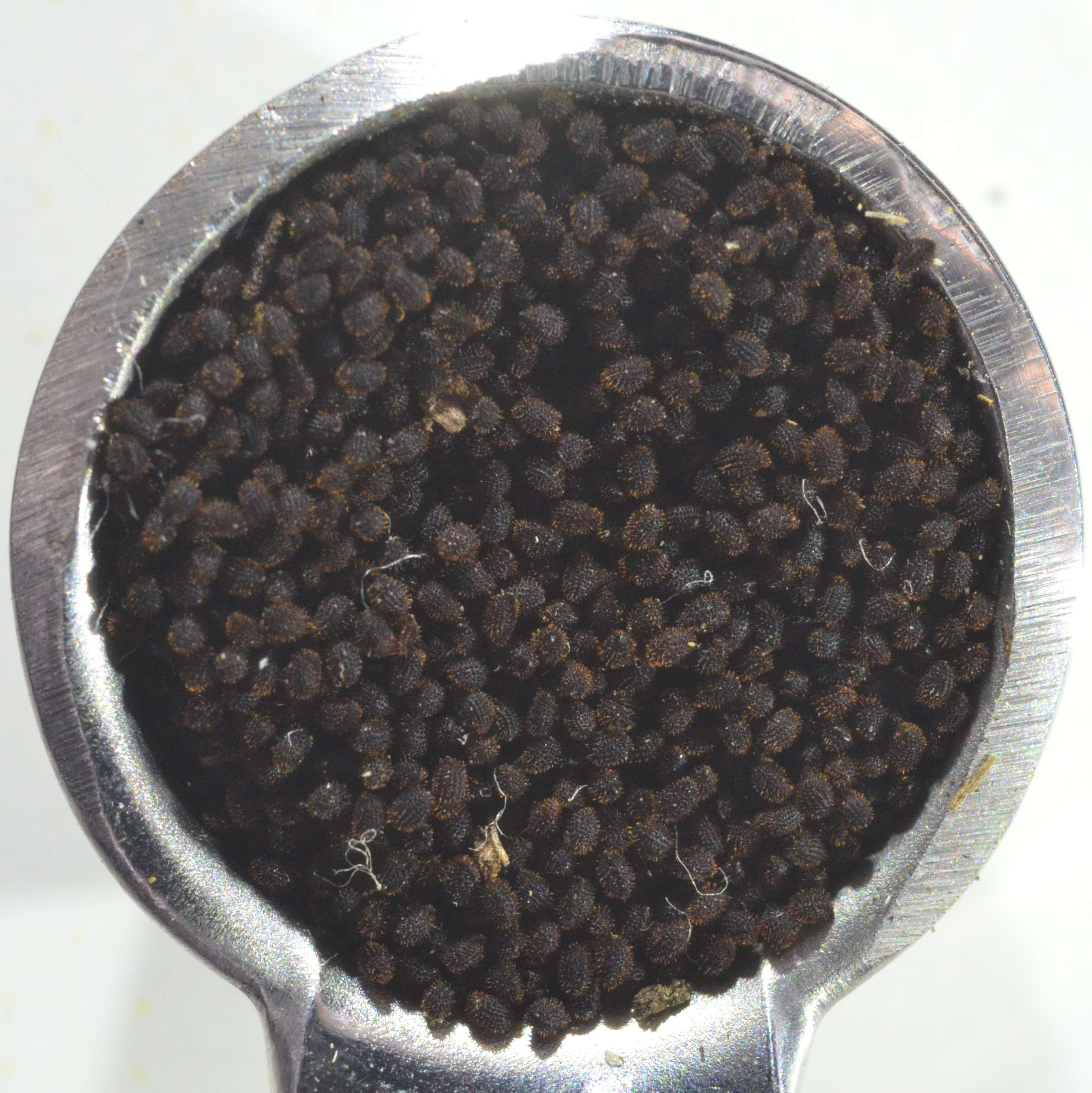 Heuchera cylindrica seeds in a 1/4 tsp (2 cm diameter).