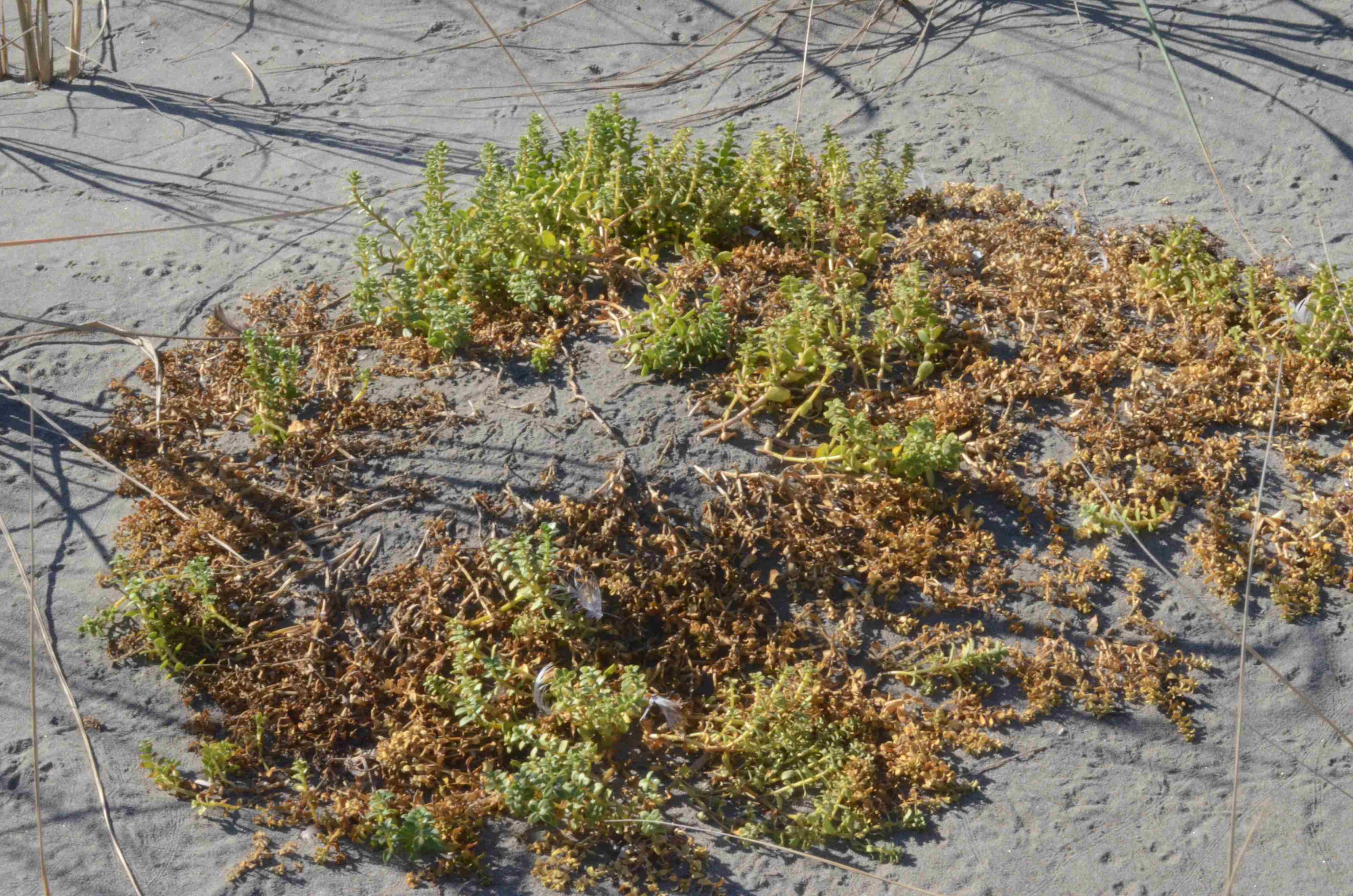 Honckenya peploides ssp. major possibly exhibiting drought stress.
