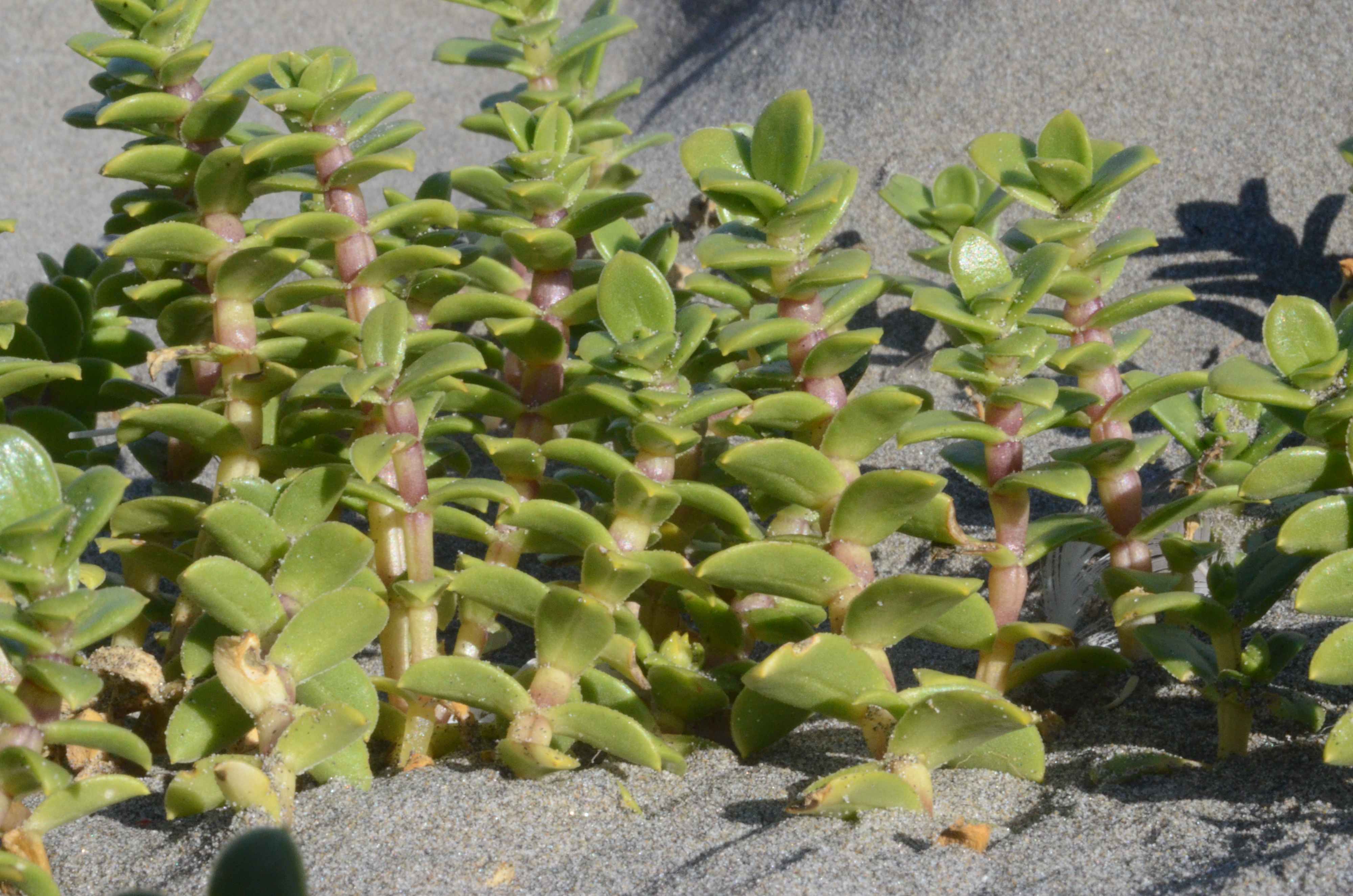 Honckenya peploides ssp. major growing on a beach.