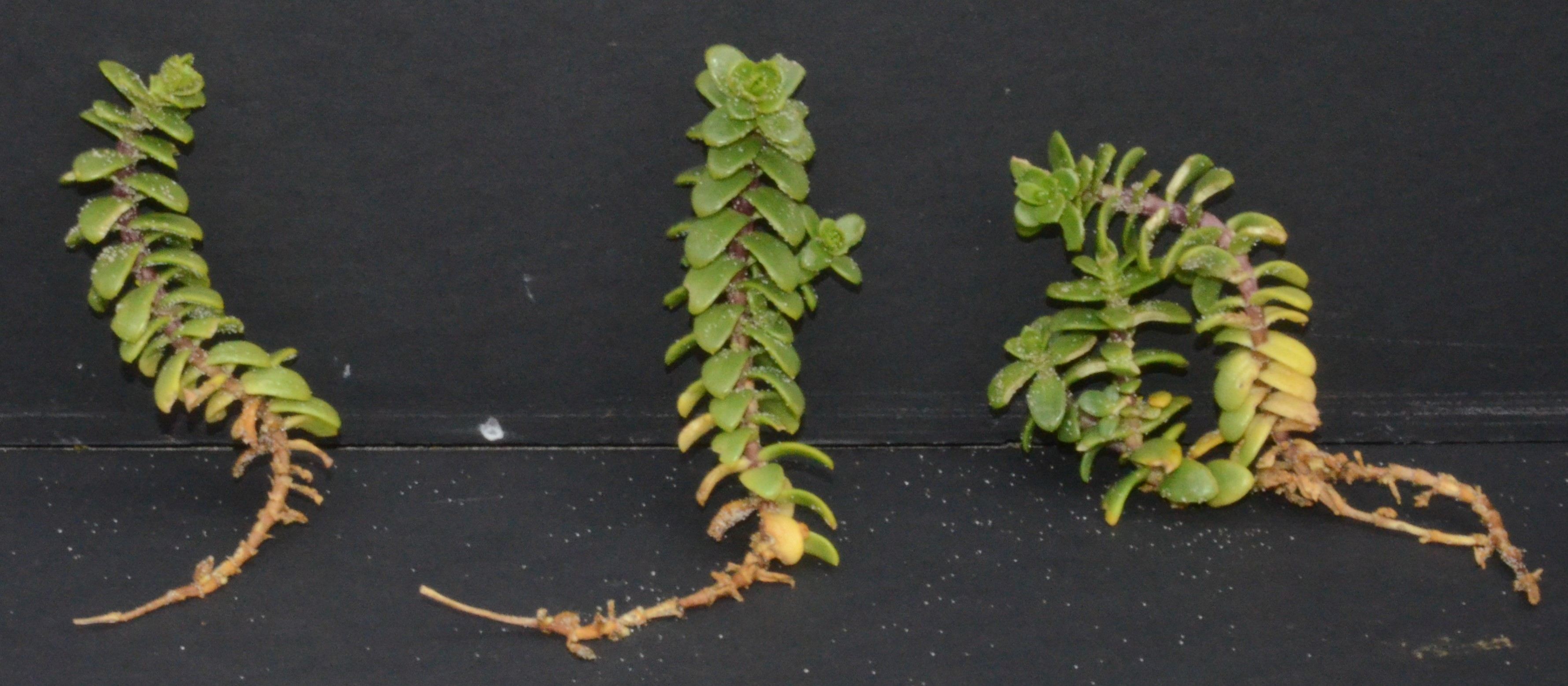 Honckenya peploides ssp. major stem cuttings.