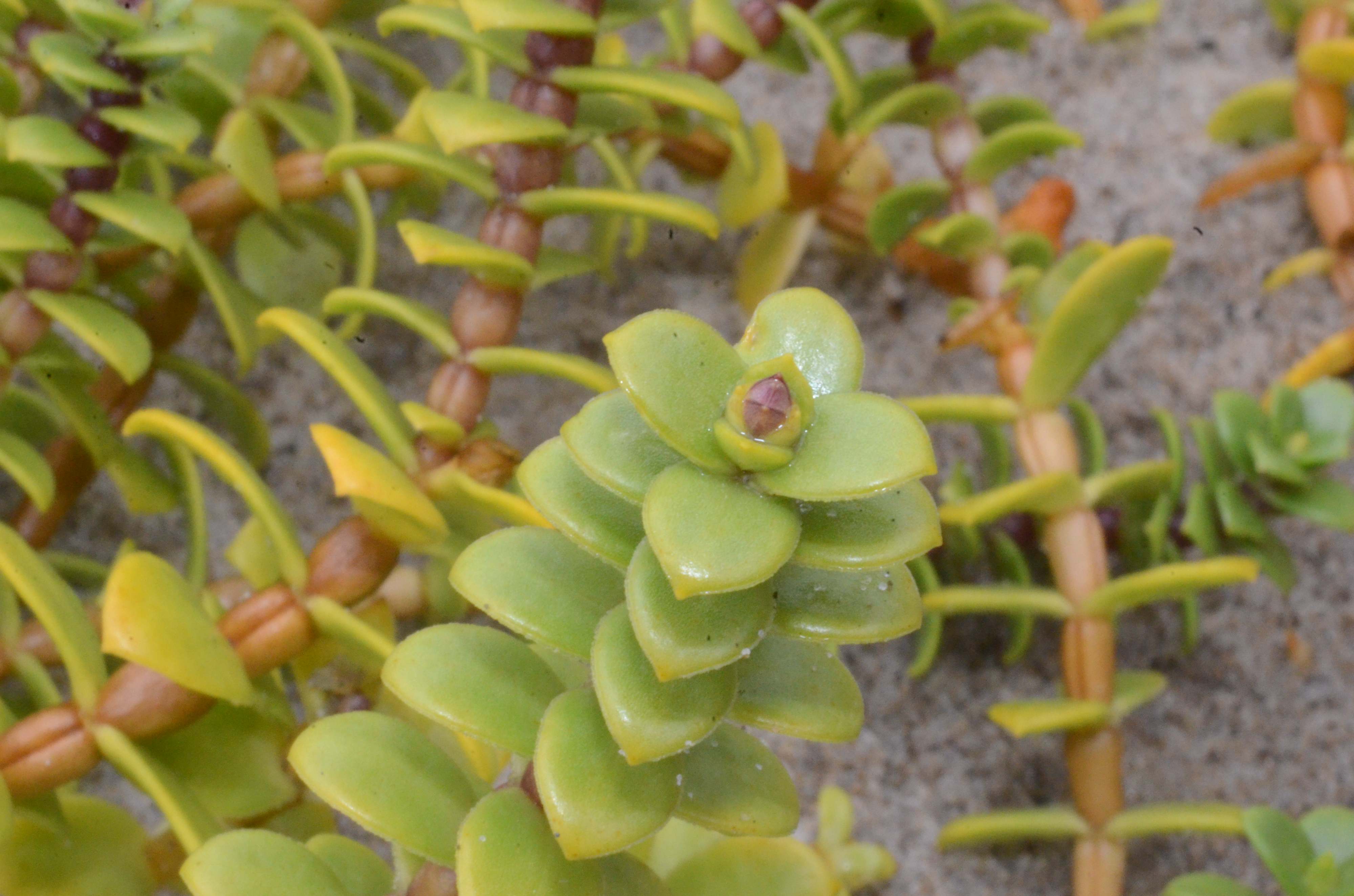 Honckenya peploides ssp. major with a flower bud at shoot apex.