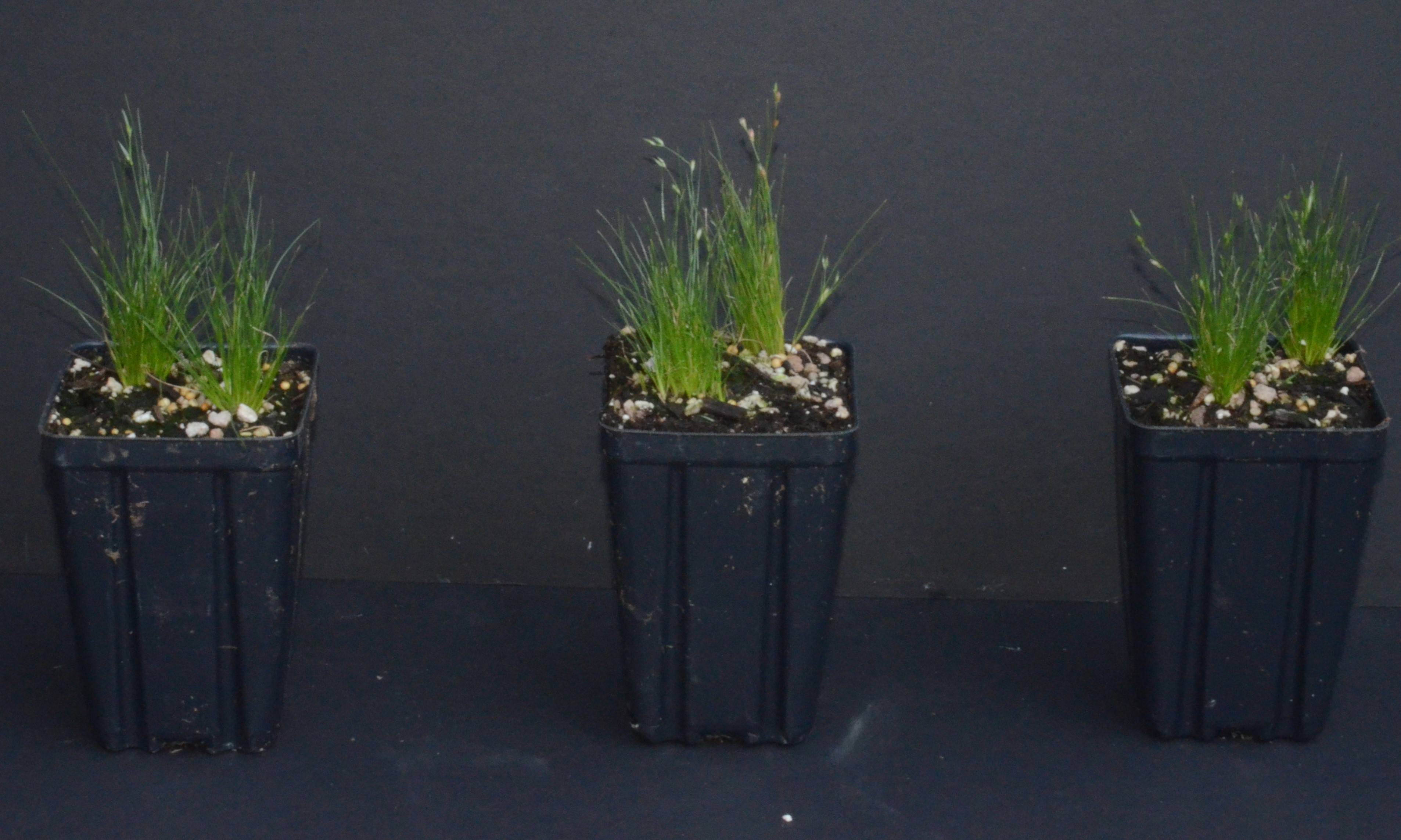 Juncus bufonius seedlings growing in 4-inch containers at the Berry Seed Bank research nursery in Portland, Oregon.