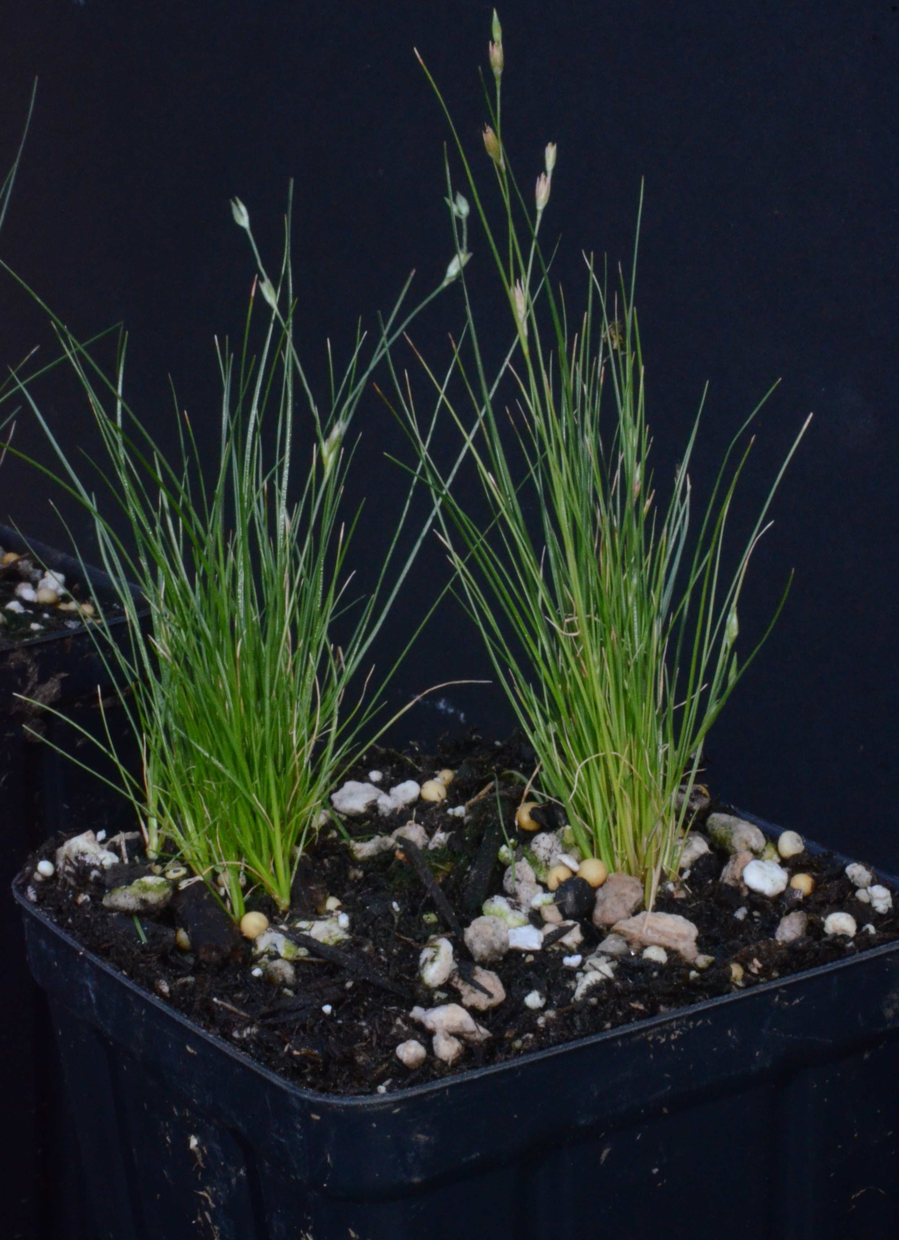 Juncus bufonius seedlings growing in a 4-inch container at the Berry Seed Bank research nursery in Portland, Oregon.
