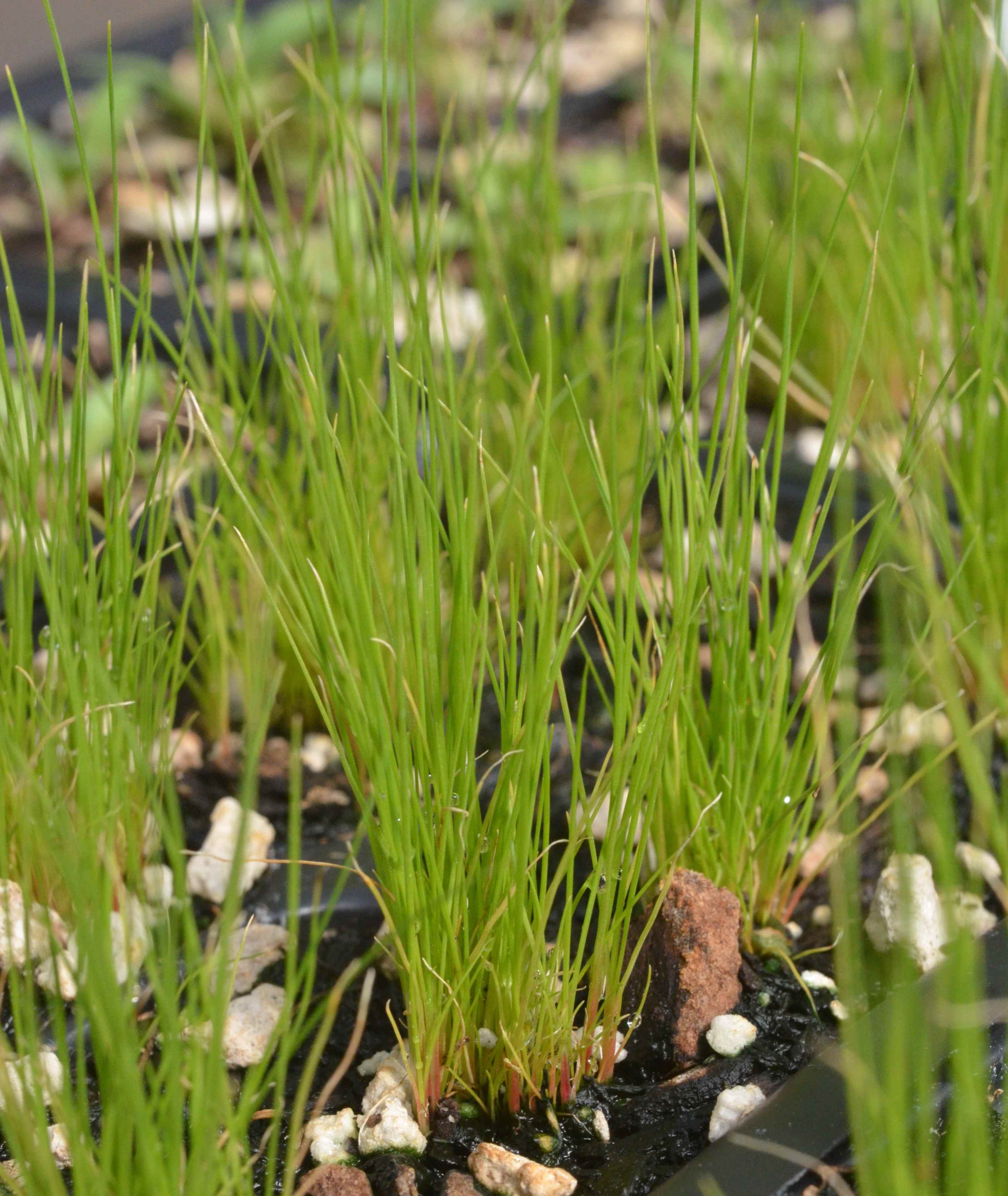 Juncus bufonius seedlings growing in 48-cell liners at the Berry Seed Bank research greenhouse located in Portland, Oregon.