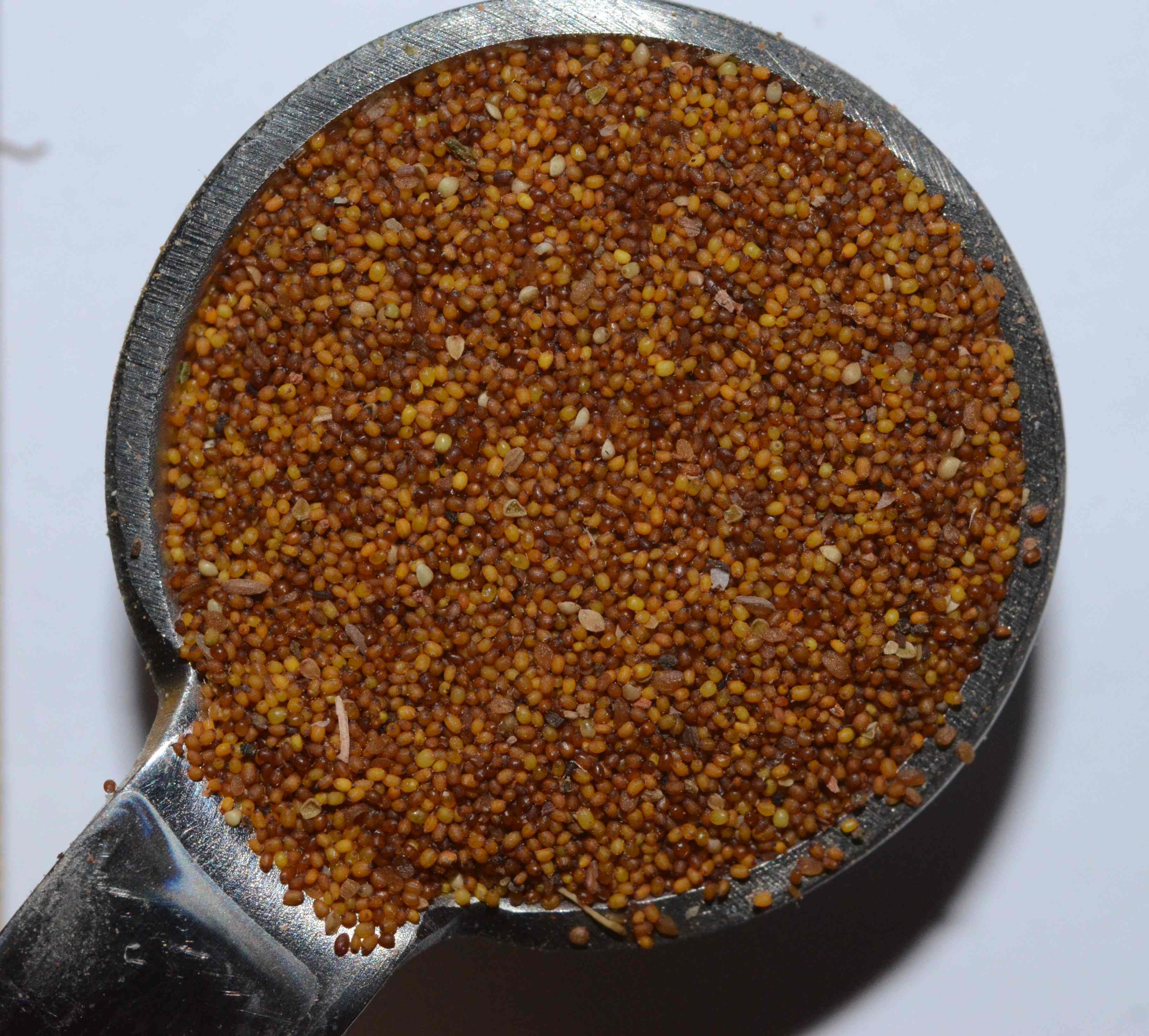 Juncus bufonius seeds in a 1/4 tsp (2 cm diameter).