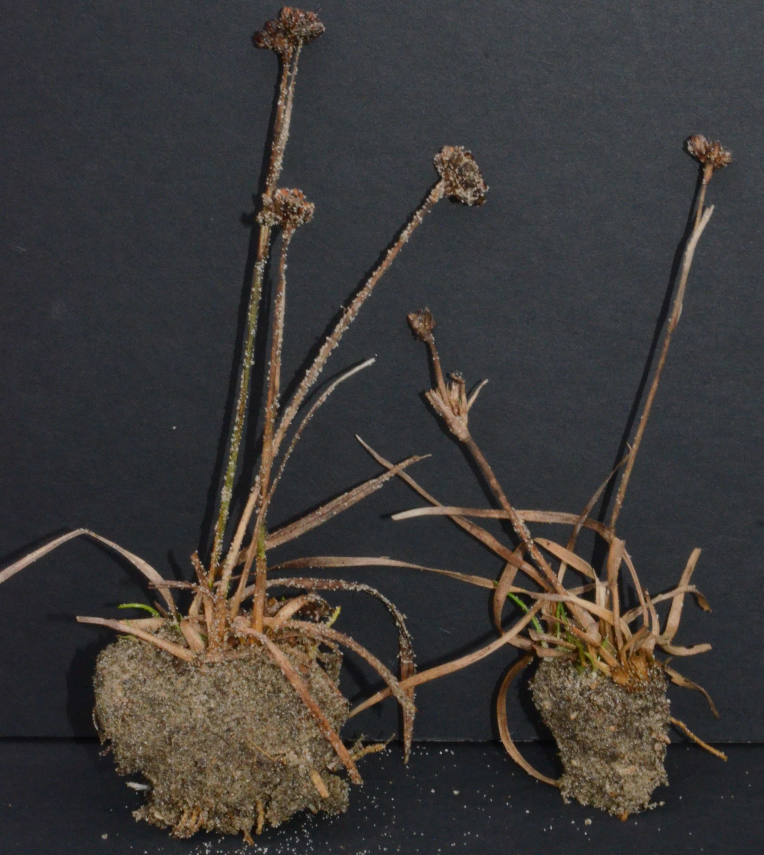 Juncus falcatus ssp. sitchensis division with shoot, rhizome, and roots present. Note native sandy soil may be obscuring the rhizome. 