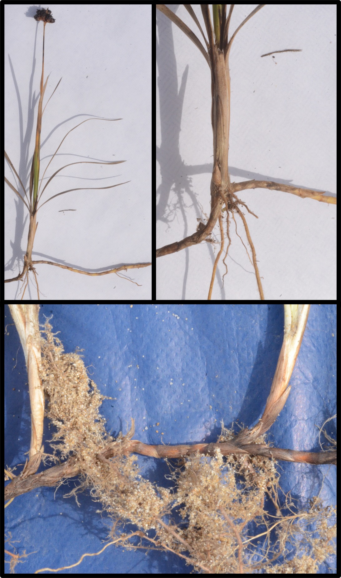 Juncus falcatus ssp. sitchensis whole plant (top left) and junction of shoot, rhizome, and roots (top right and bottom).