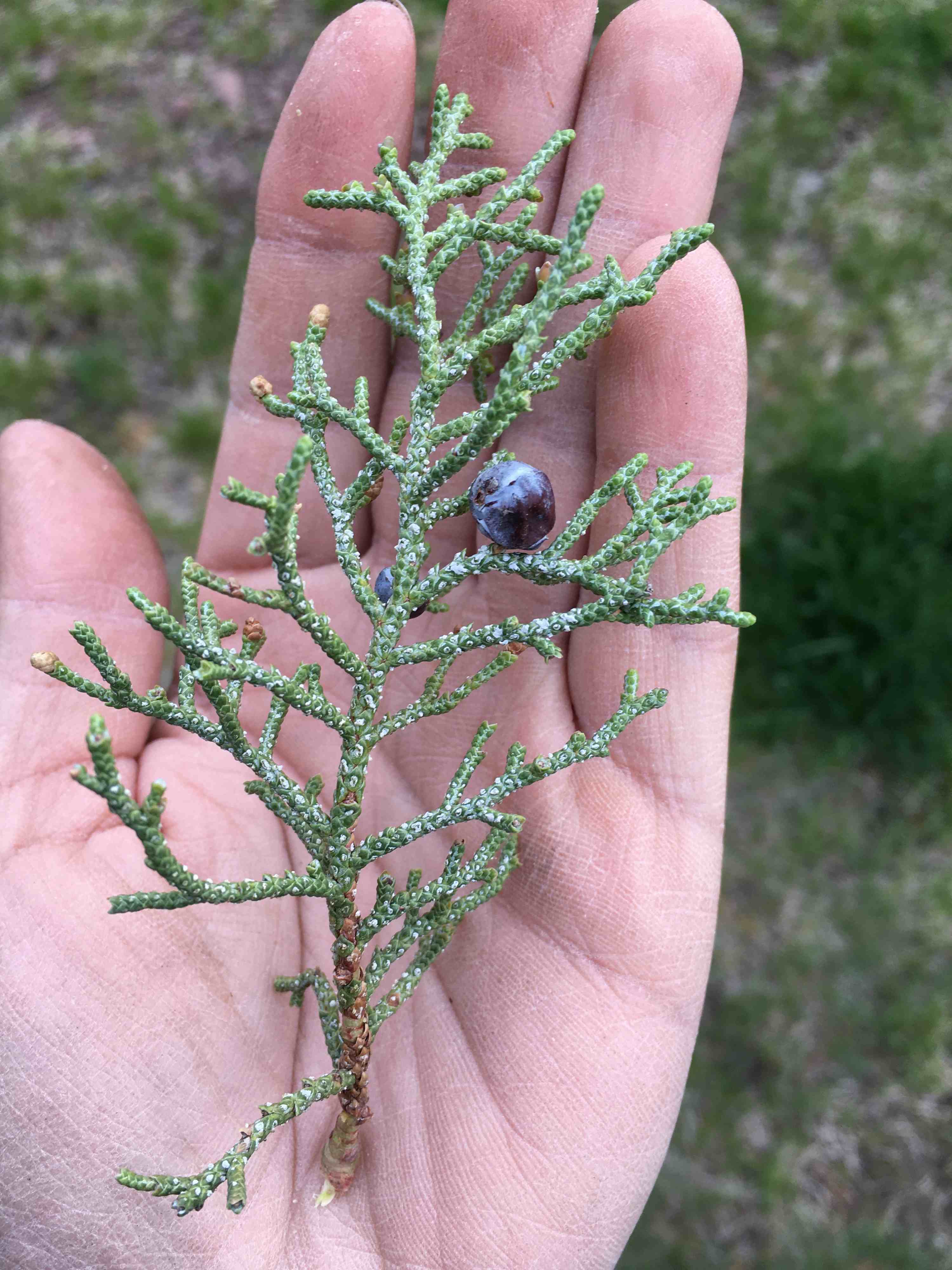 Juniperus occidentalis cone on a twig.