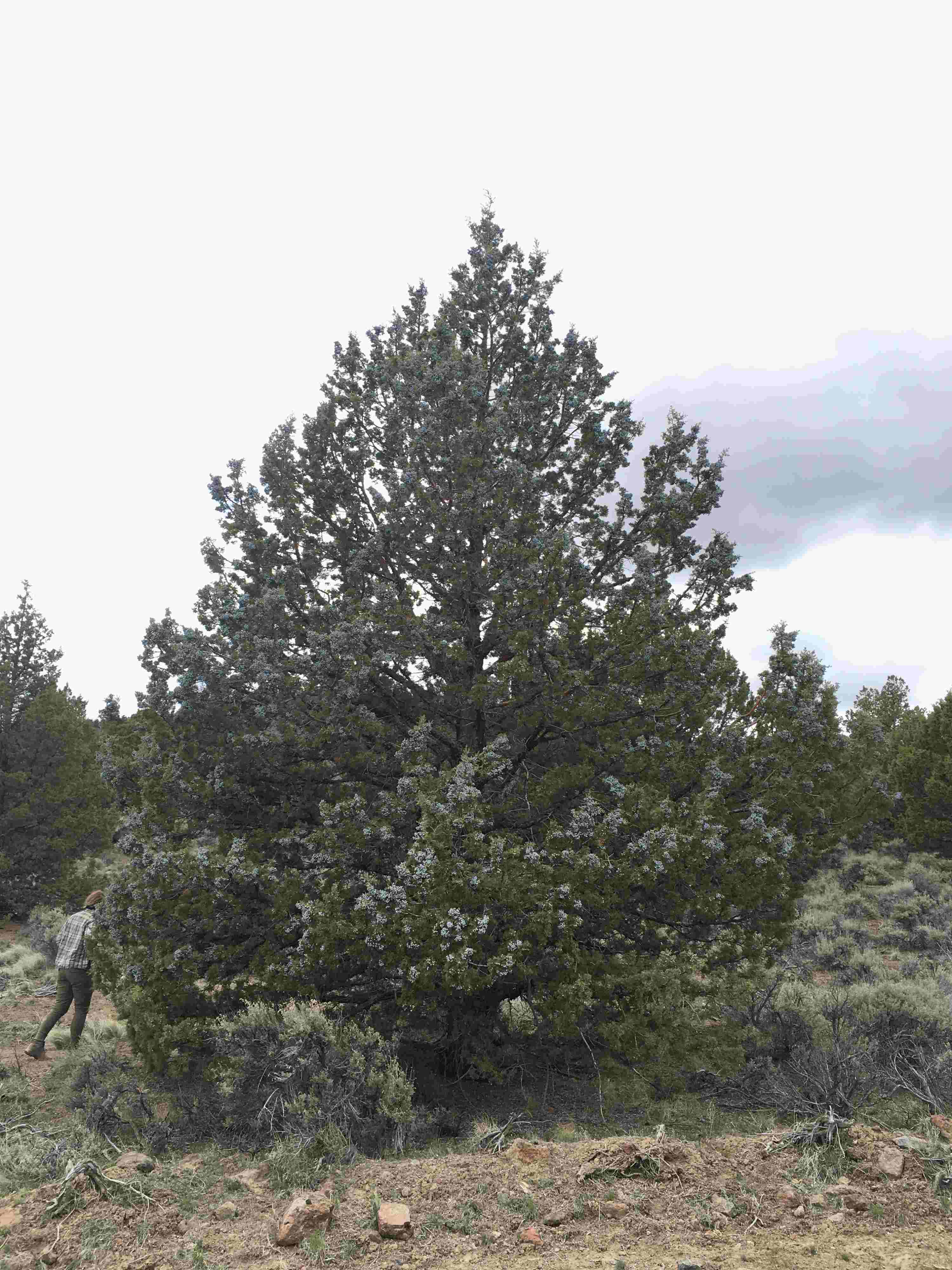 Juniperus occidentalis mature individual.