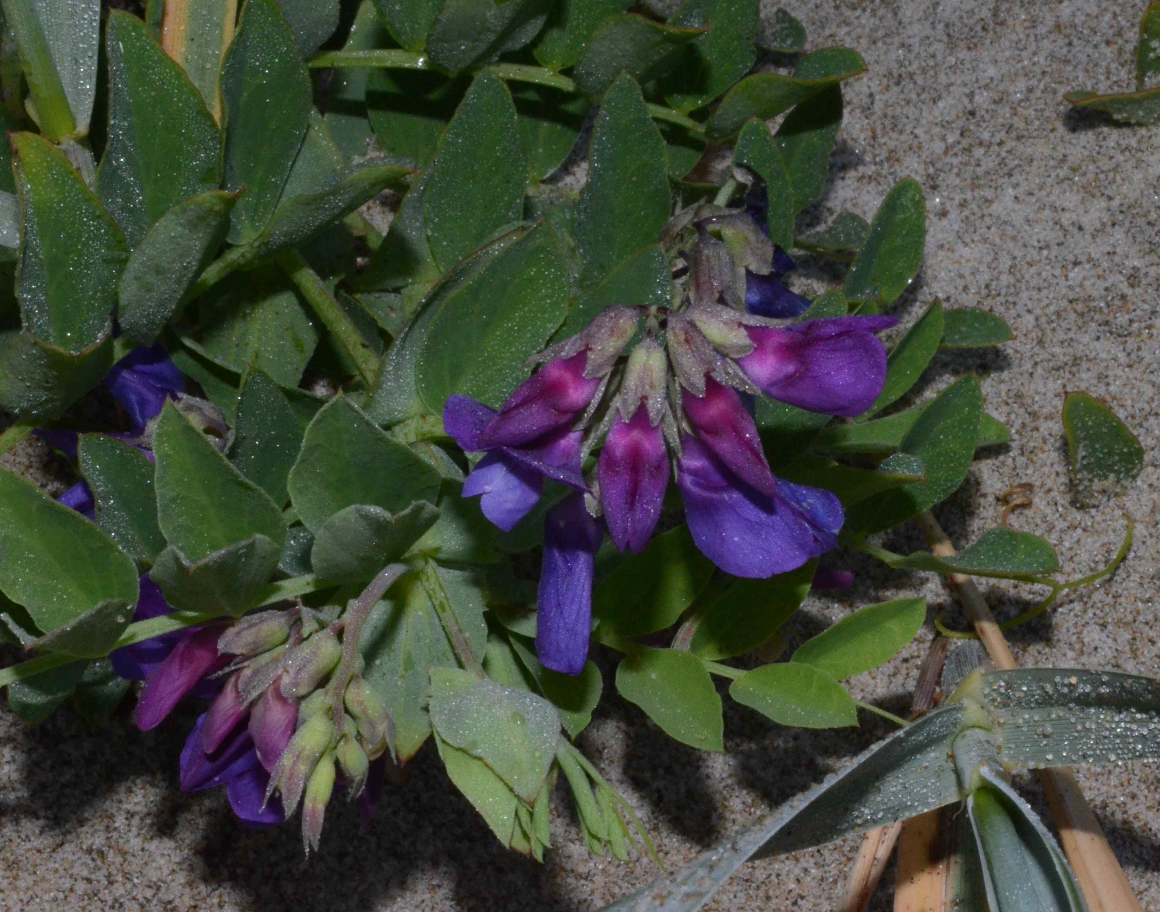 Lathyrus japonicus flowers. 