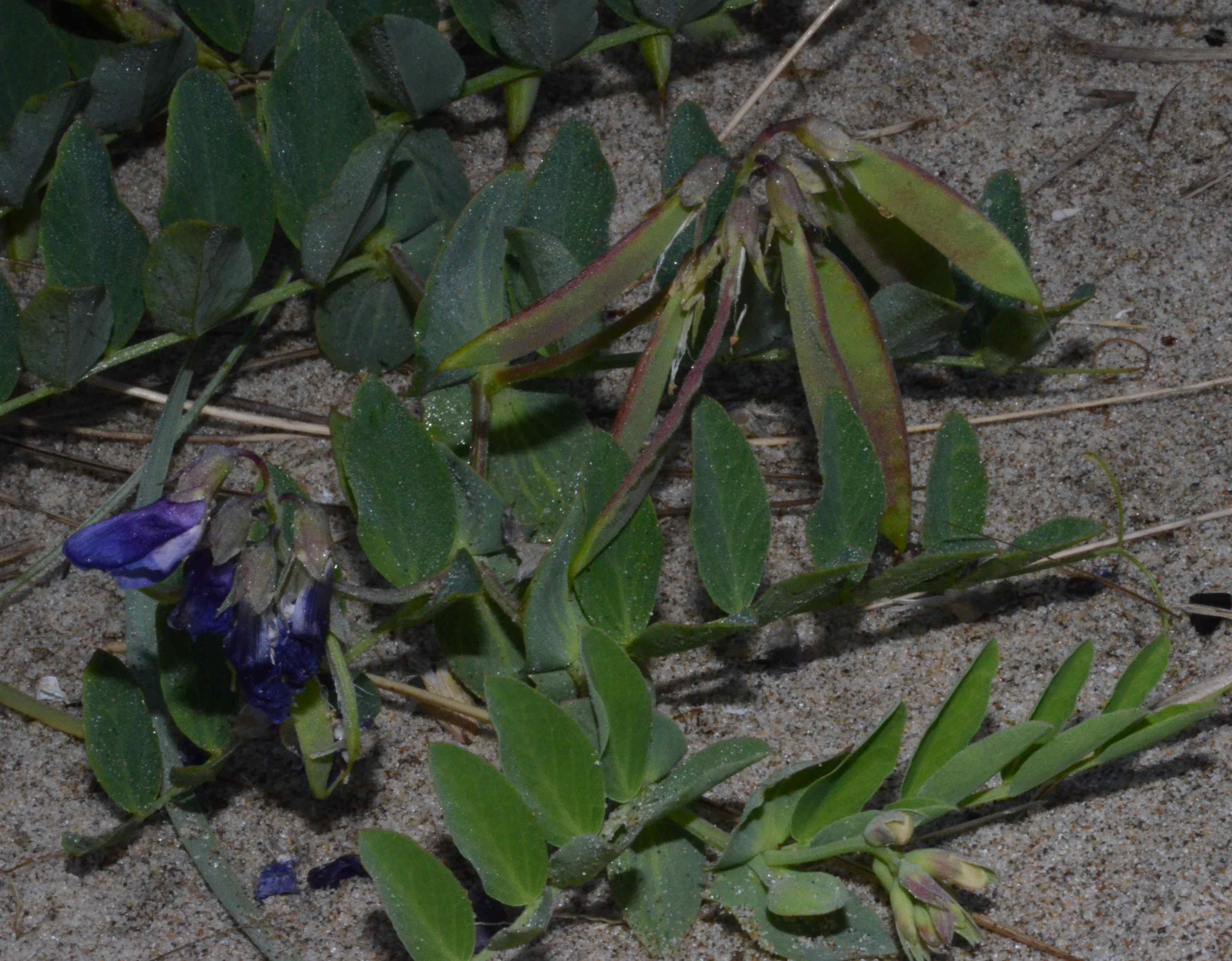 Lathyrus japonicus flowers and immature fruits. 
