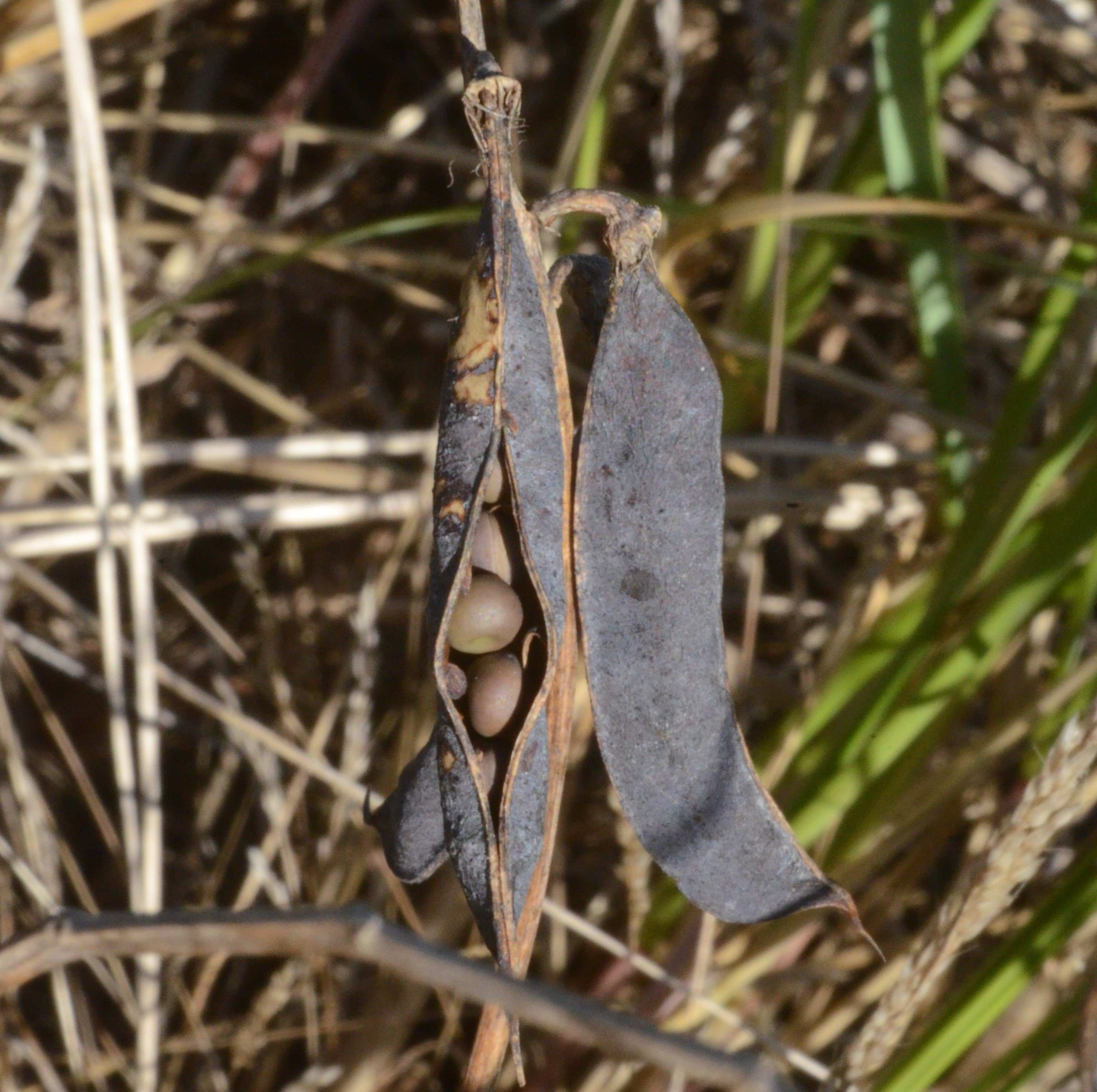 Lathyrus japonicus fruits with a few seeds visible.