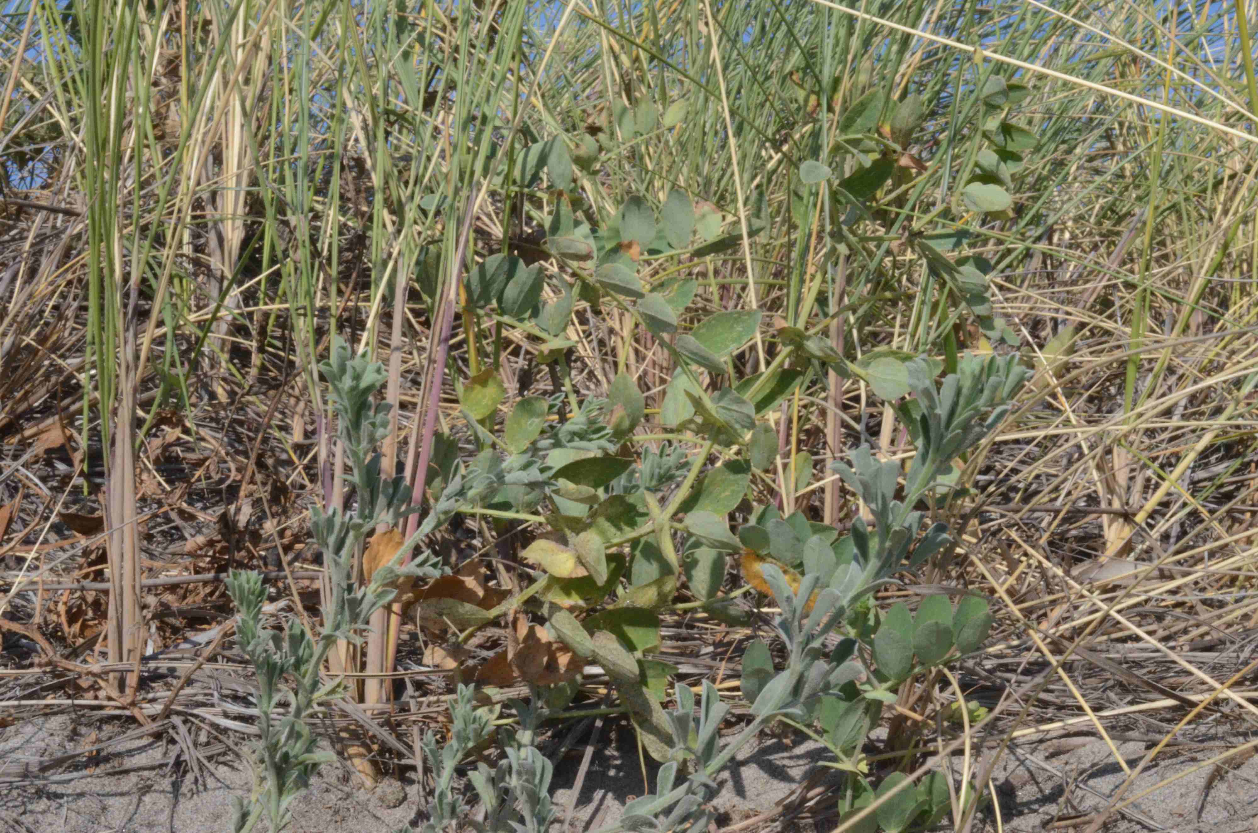 Lathyrus littoralis (front; silvery) and Lathyrus japonicus (back; green) co-occurring in a coastal dune.