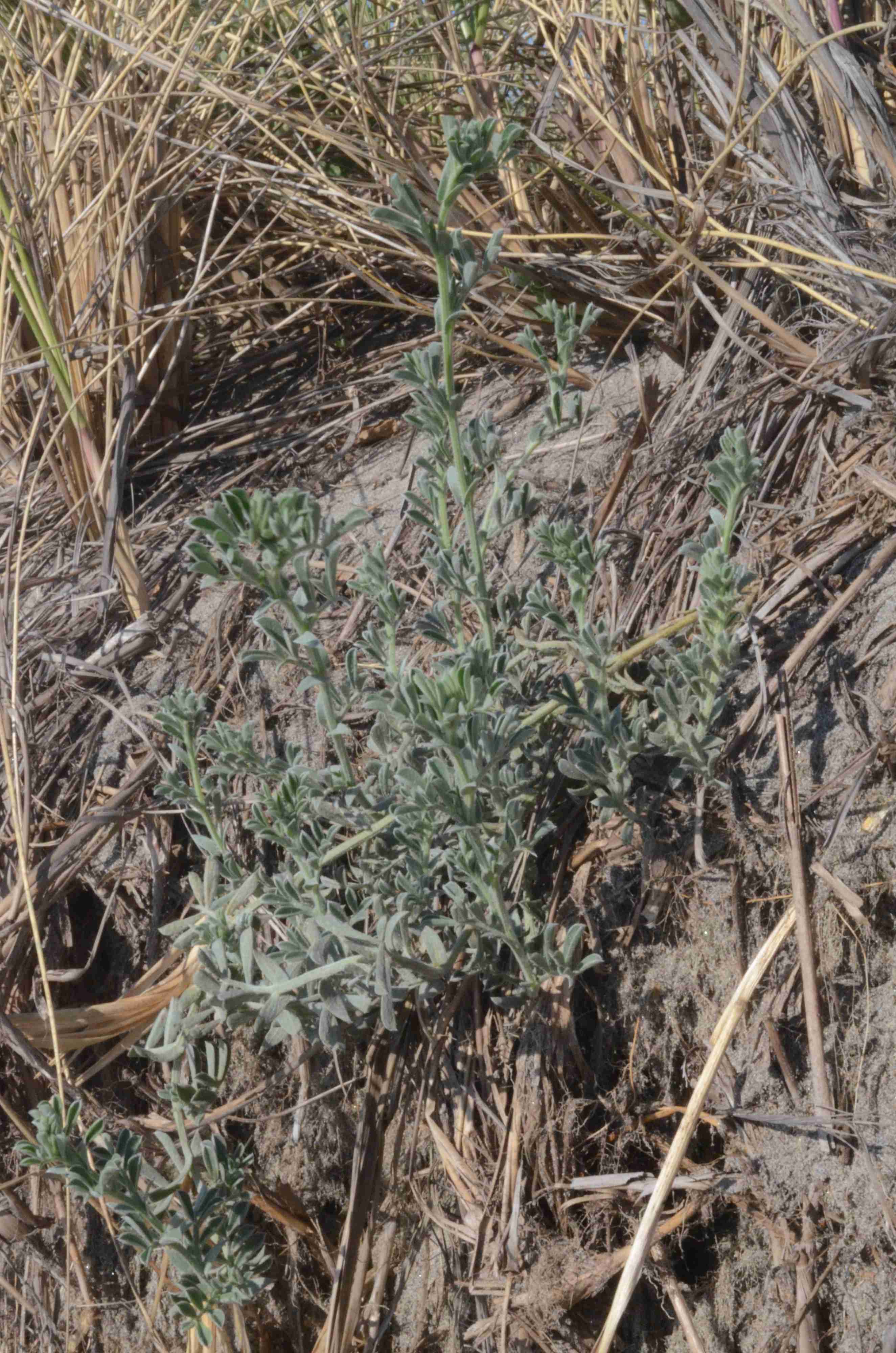 Lathyrus littoralis growing on the leeward slope of a coastal dune near Long Beach, Washington. 